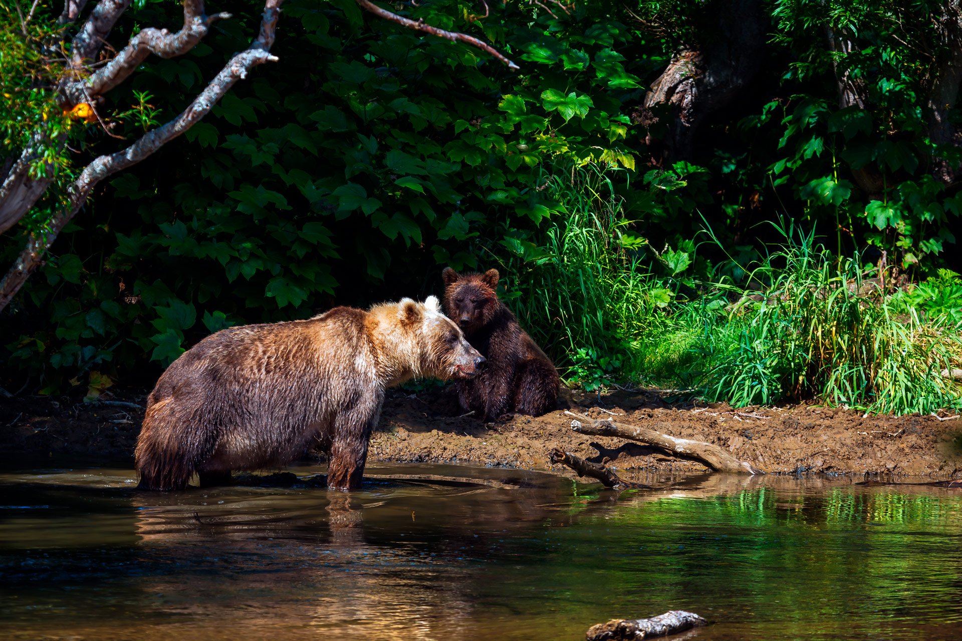 медведи, камчатка, Уткин Дмитрий