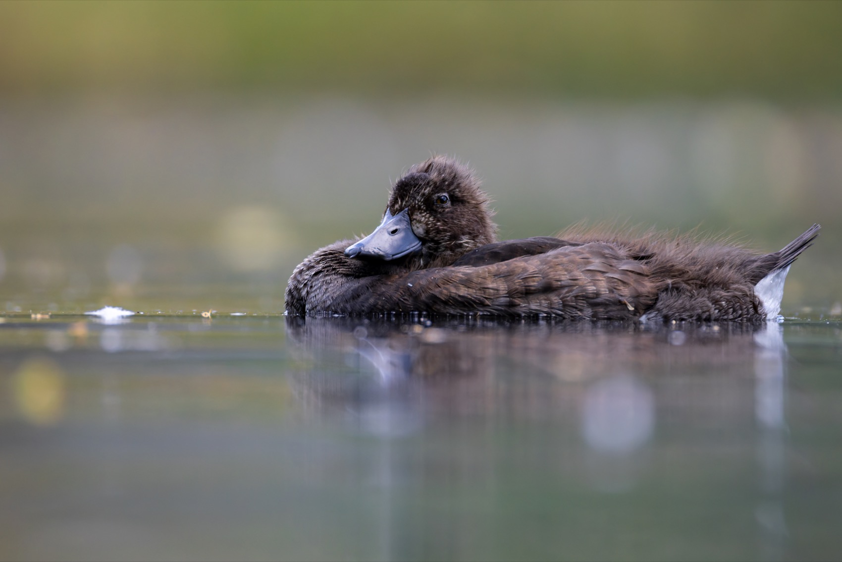 хохлатая чернеть, утка, нырок, птицы, пруд, утенок, Руслан Pl
