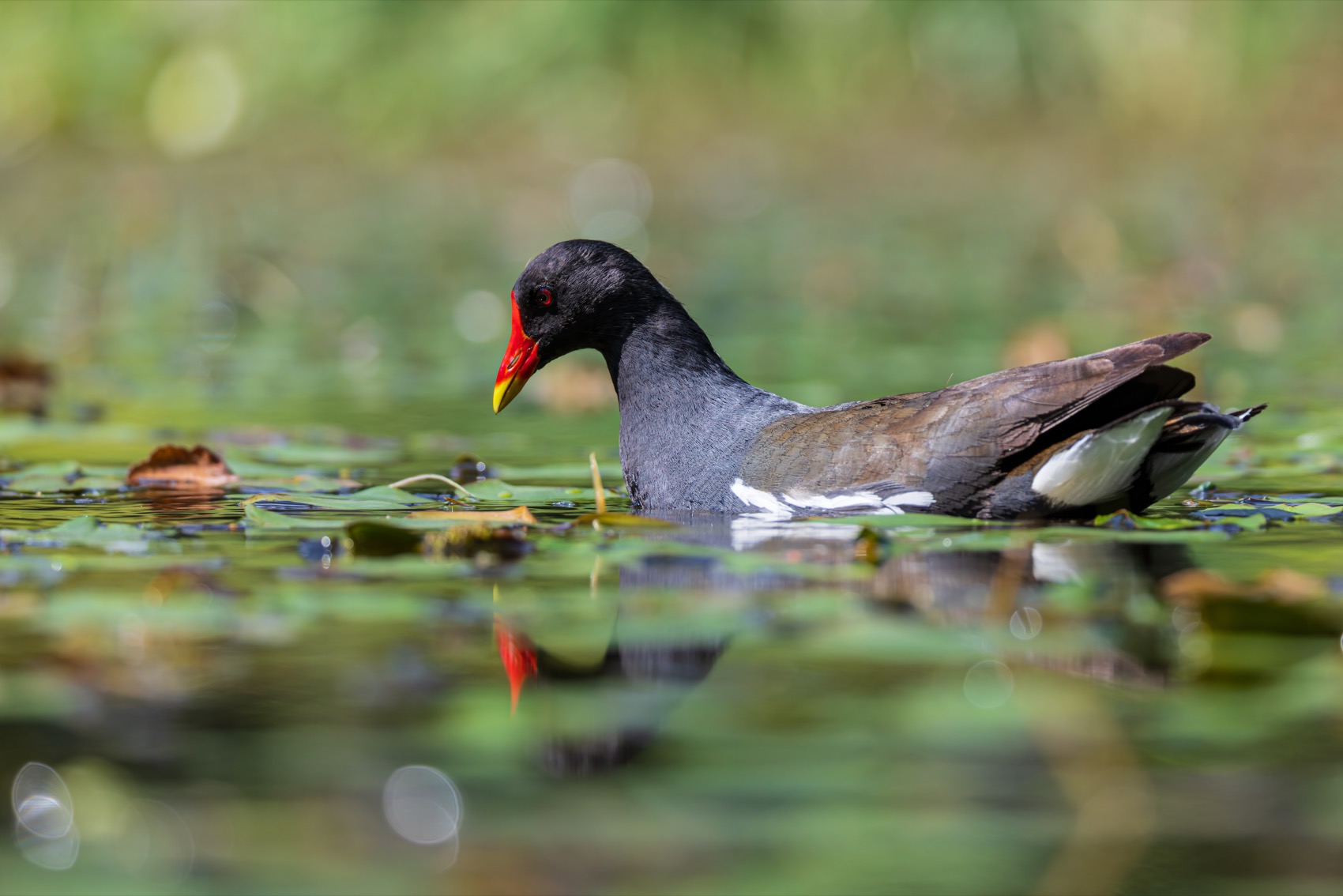 кувшинка, камышница, пруд, птицы, Руслан Pl