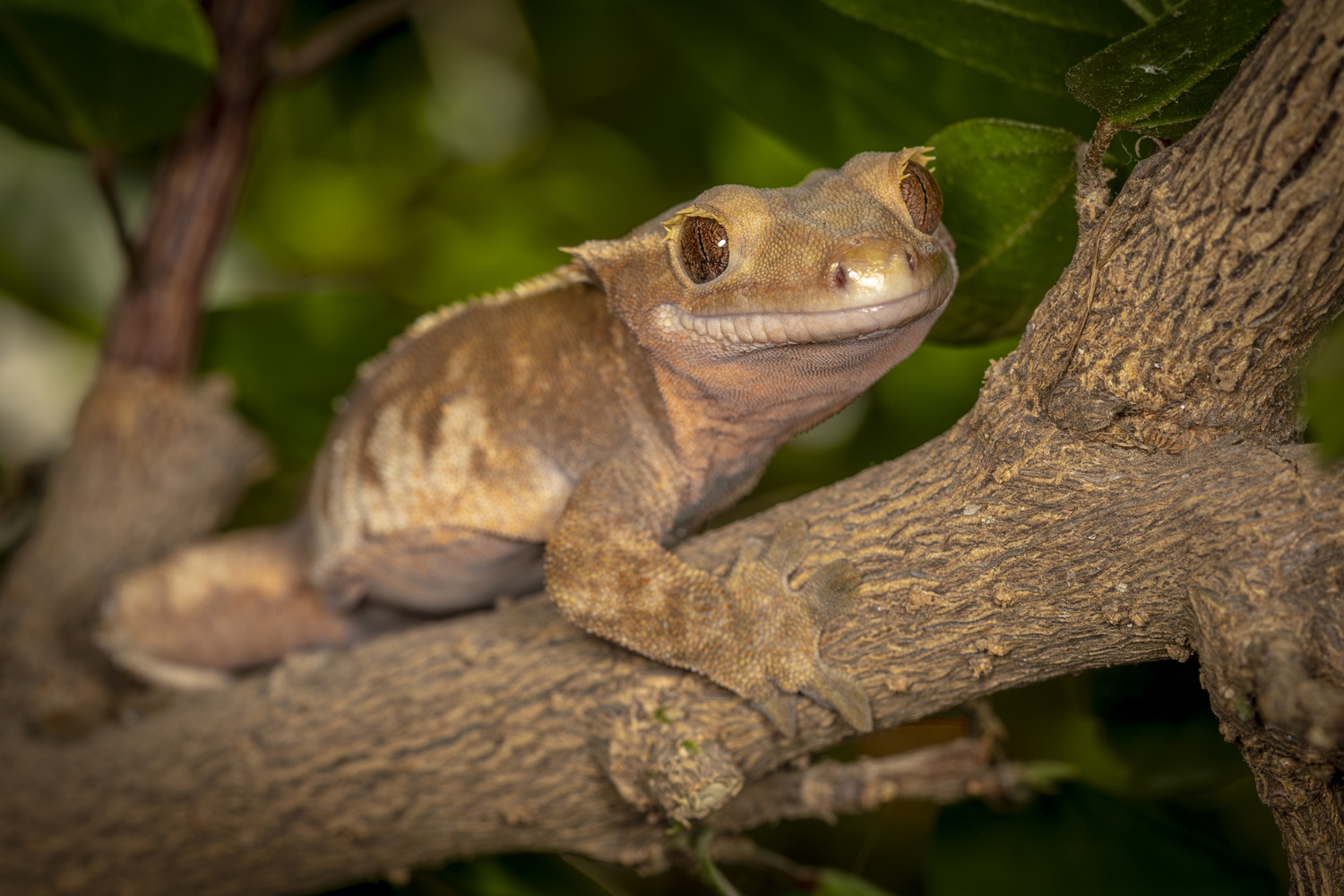 animals, reptile, lizard, wildlife, closeup, Nikolay Tatarchuk