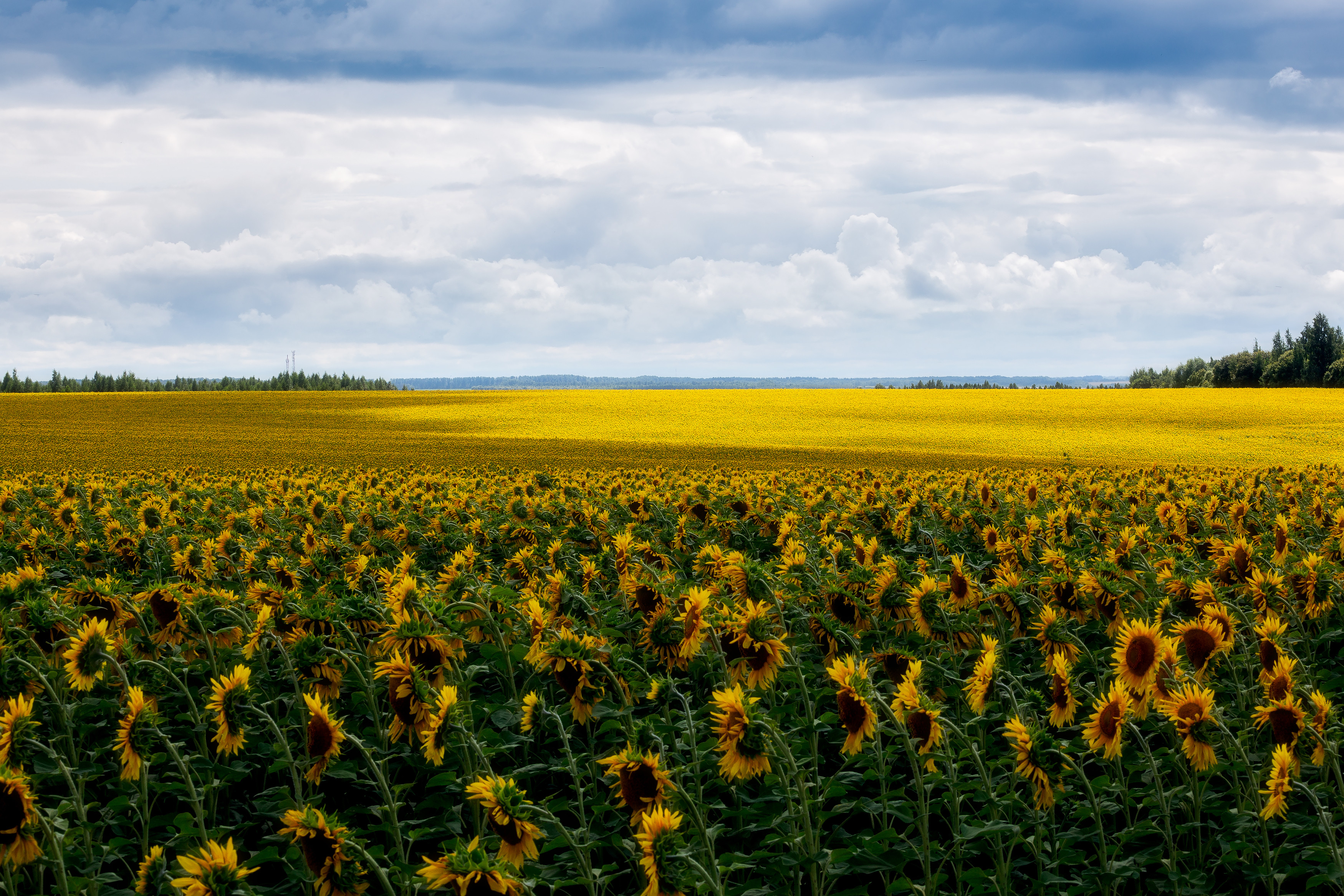 подсолнухи, пейзаж, поля, природа, красота полей, сельское хозяйство, Мартыненко Дмитрий