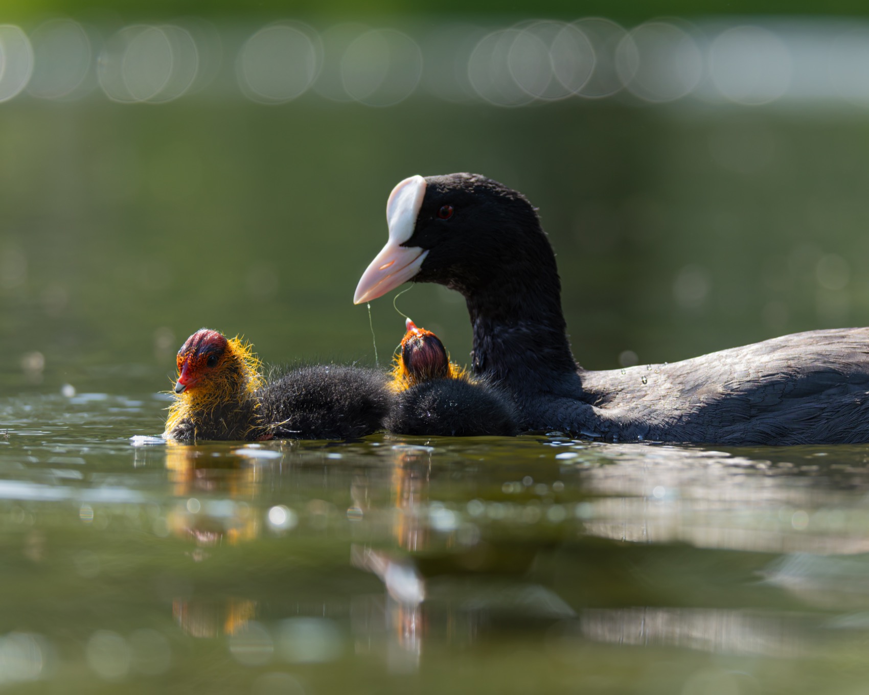 птицы, лысуха, птенец, лысенок, лысята, Руслан Pl