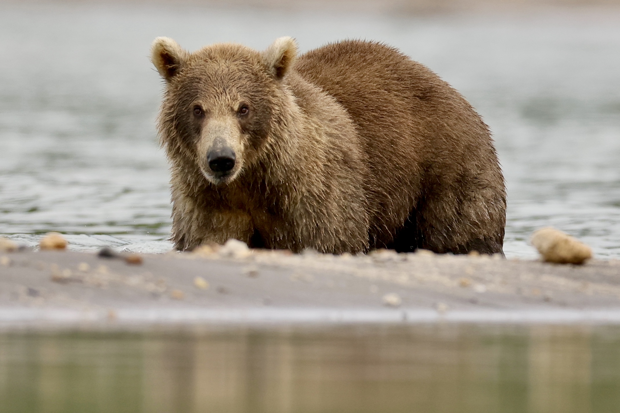 , Голубков Леонид