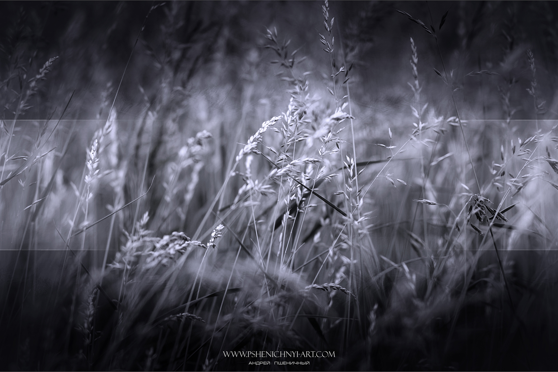 ветер, гибкий, осень, стебли, трава, Пшеничный Андрей