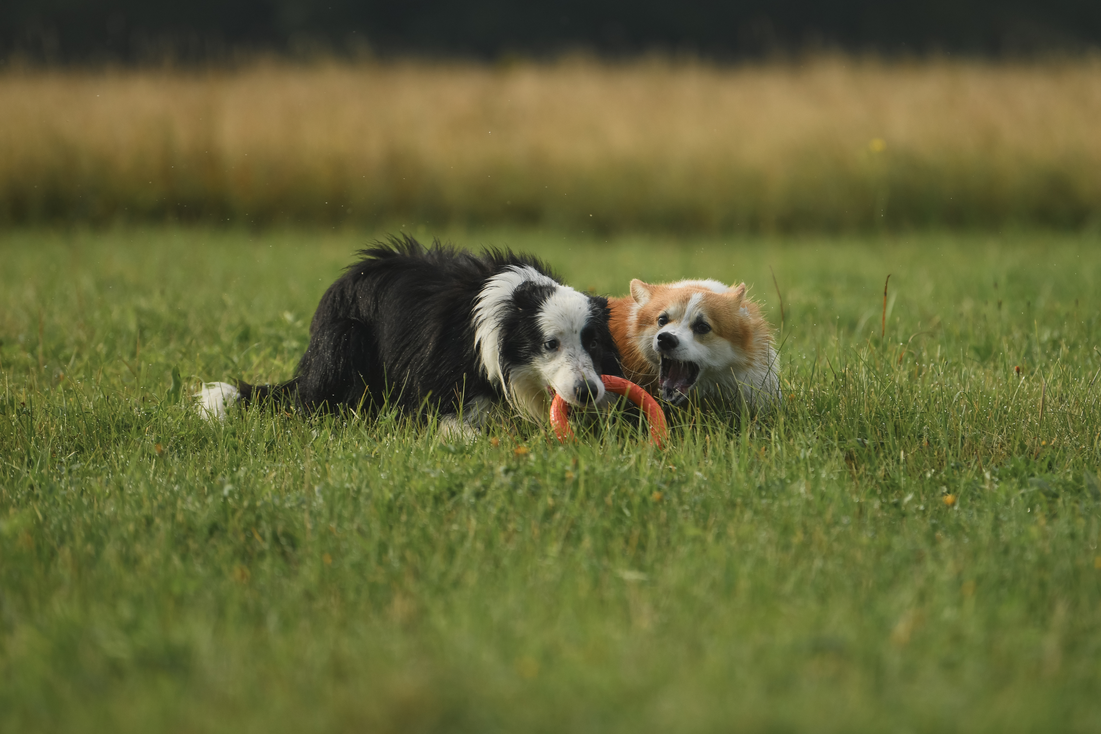 , Алена Ковалёва