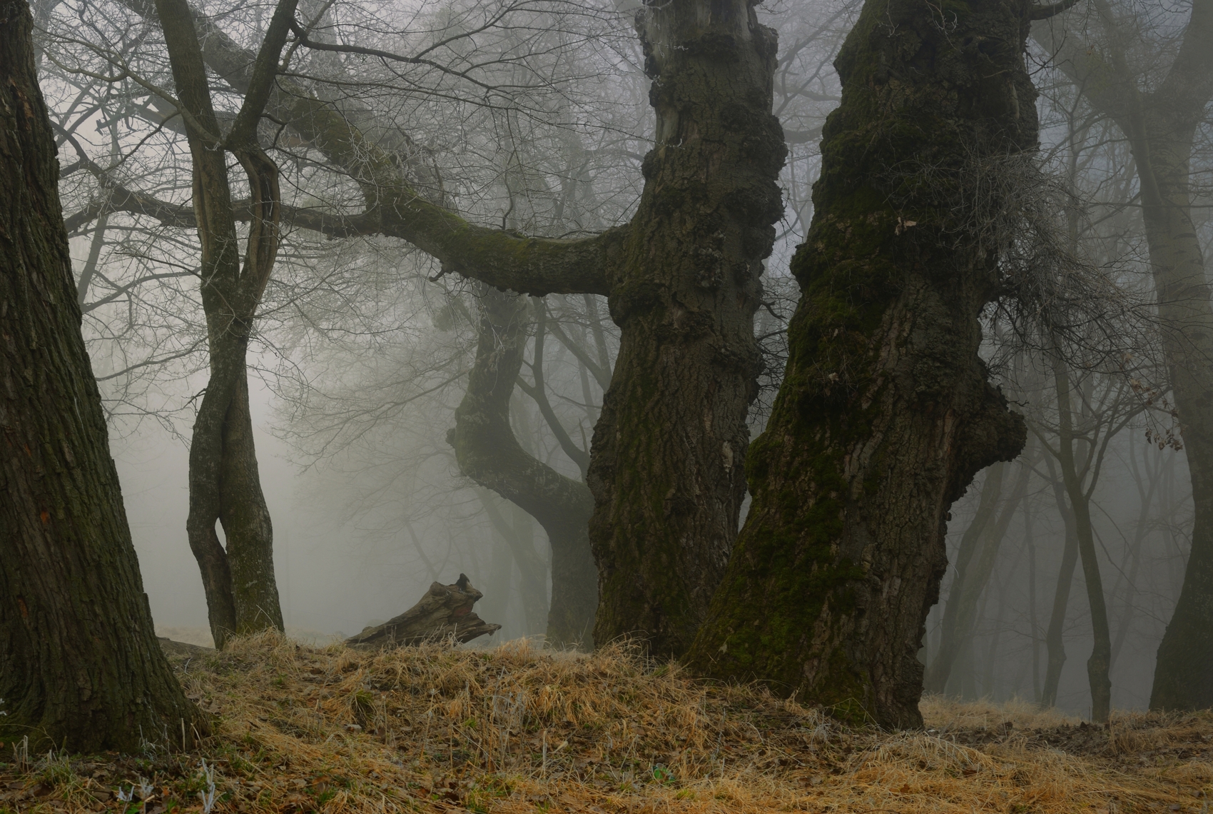 зима туман лес утро, Александр Жарников