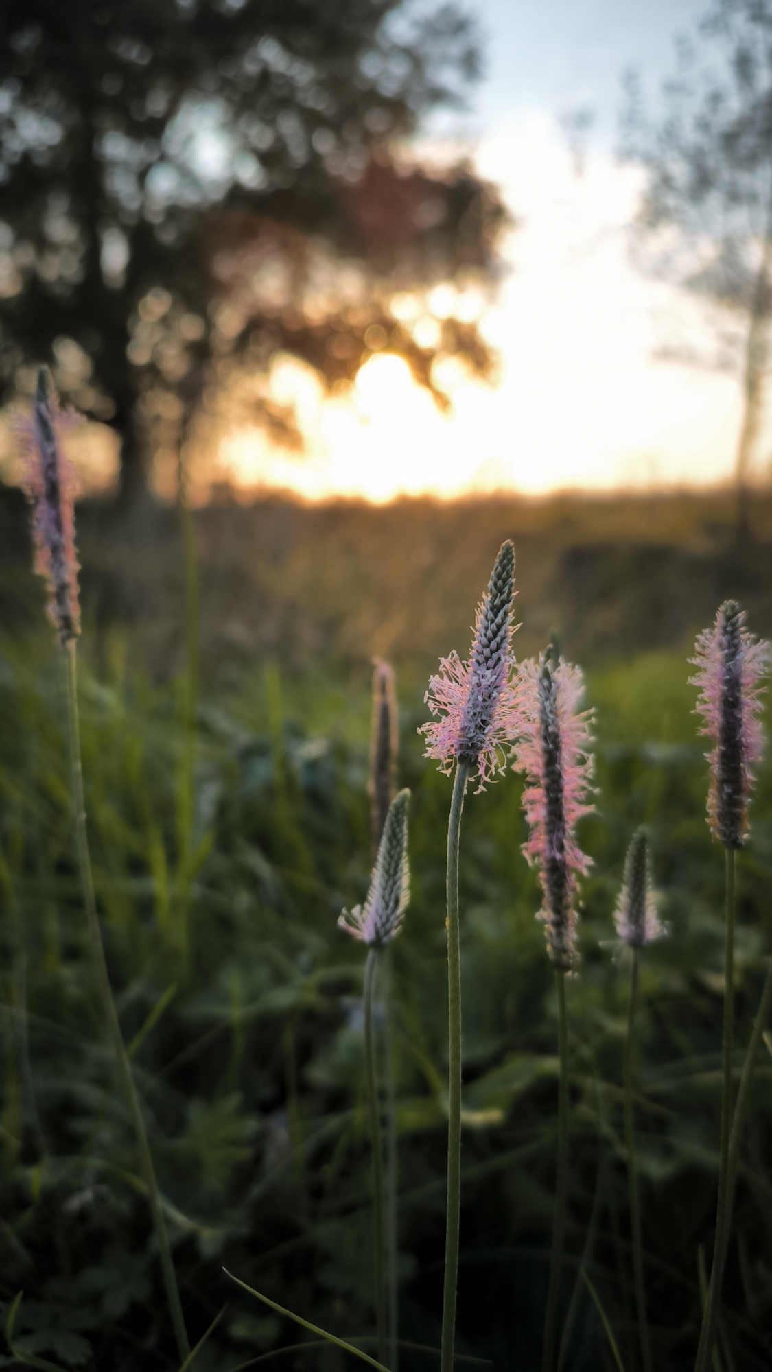 пейзаж закат вечер, Лариса Белякова