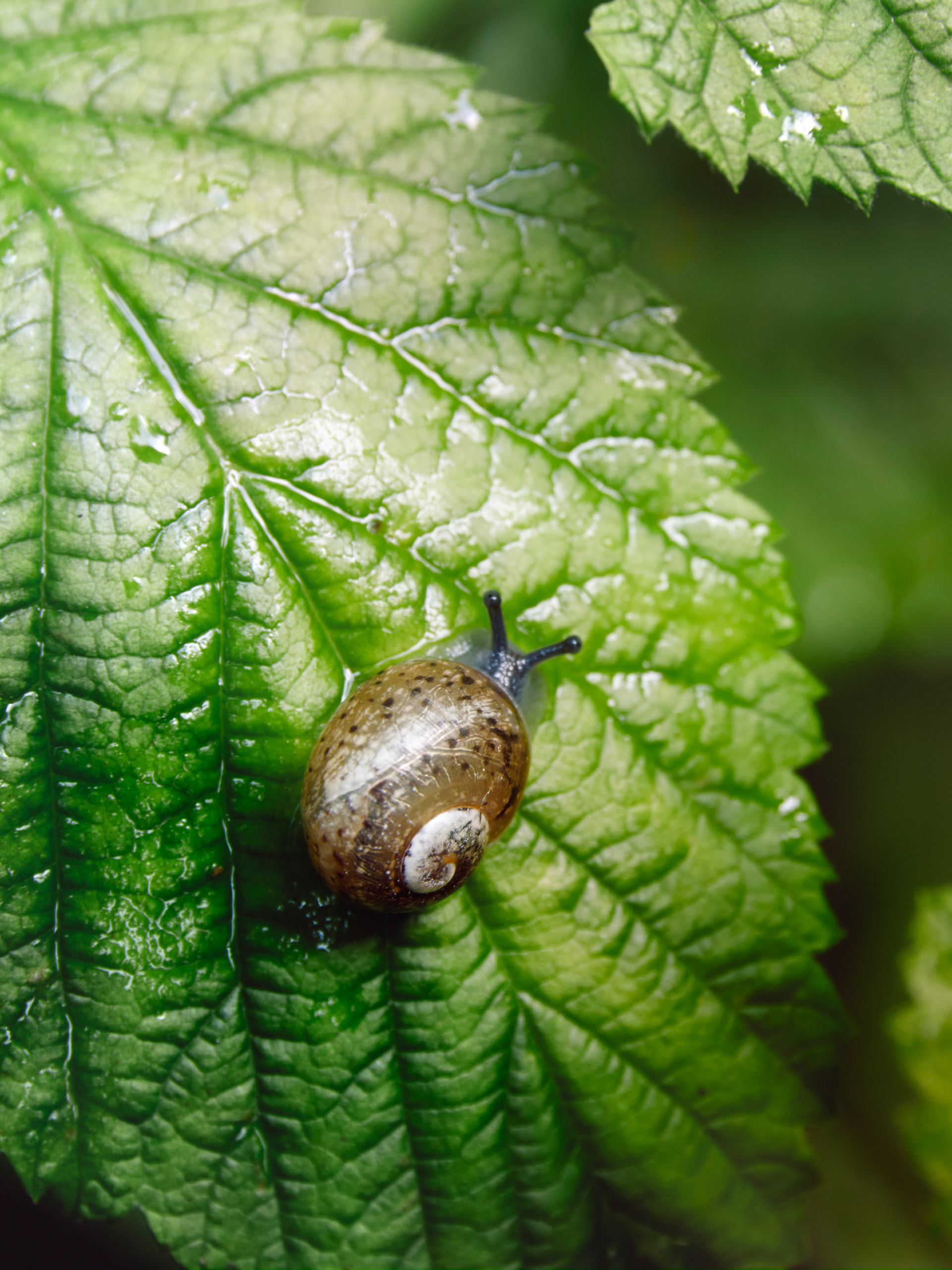 улитка, Валерий Вождаев