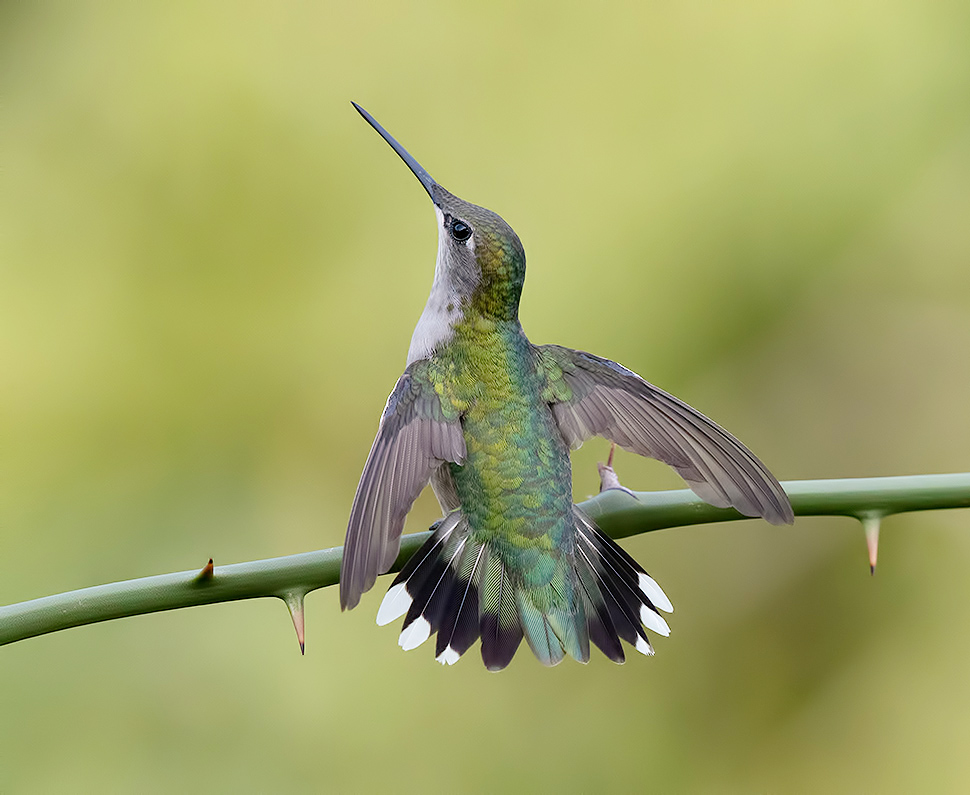колибри,ruby-throated hummingbird, hummingbird, Etkind Elizabeth