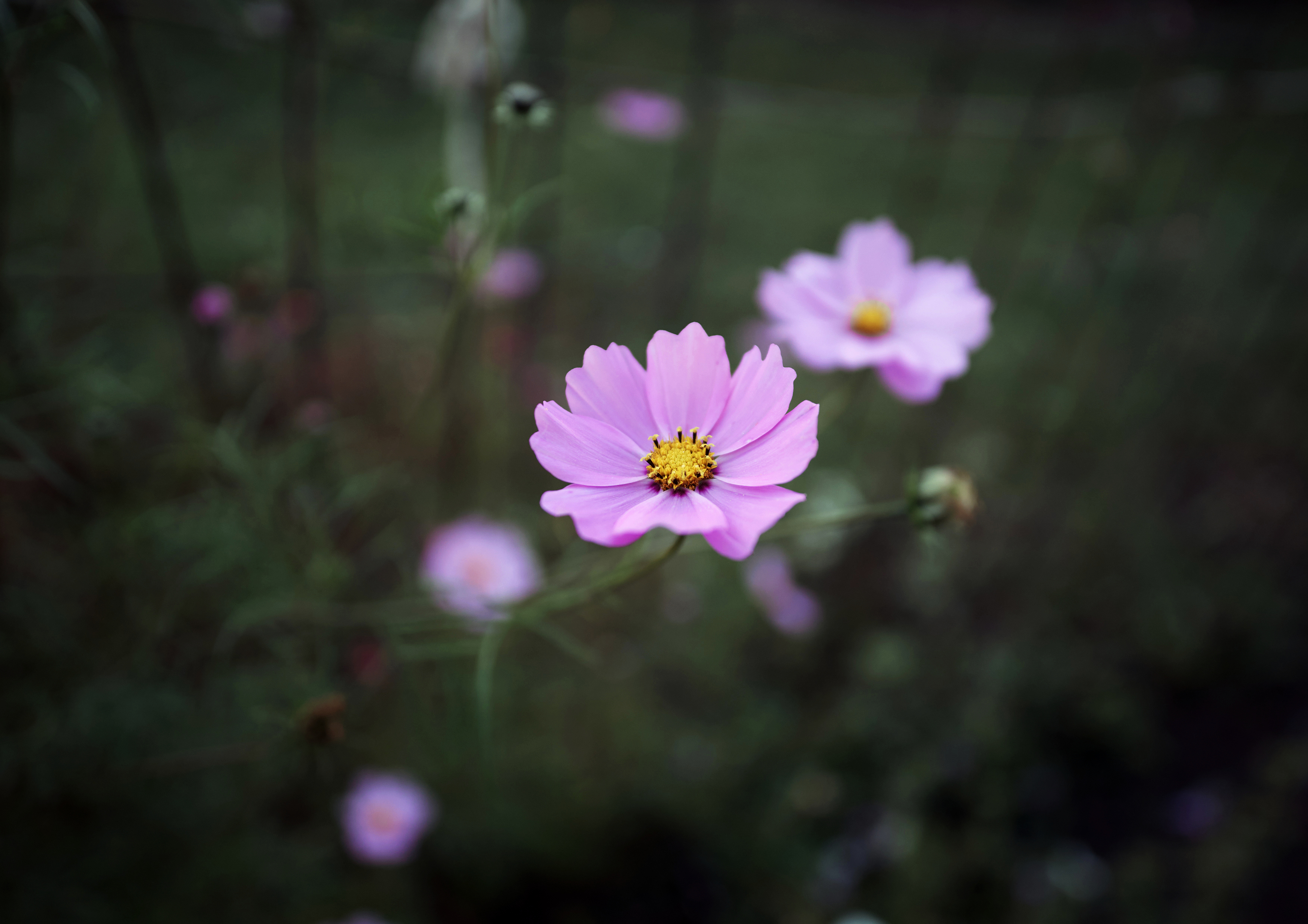 , Каменев Виталий