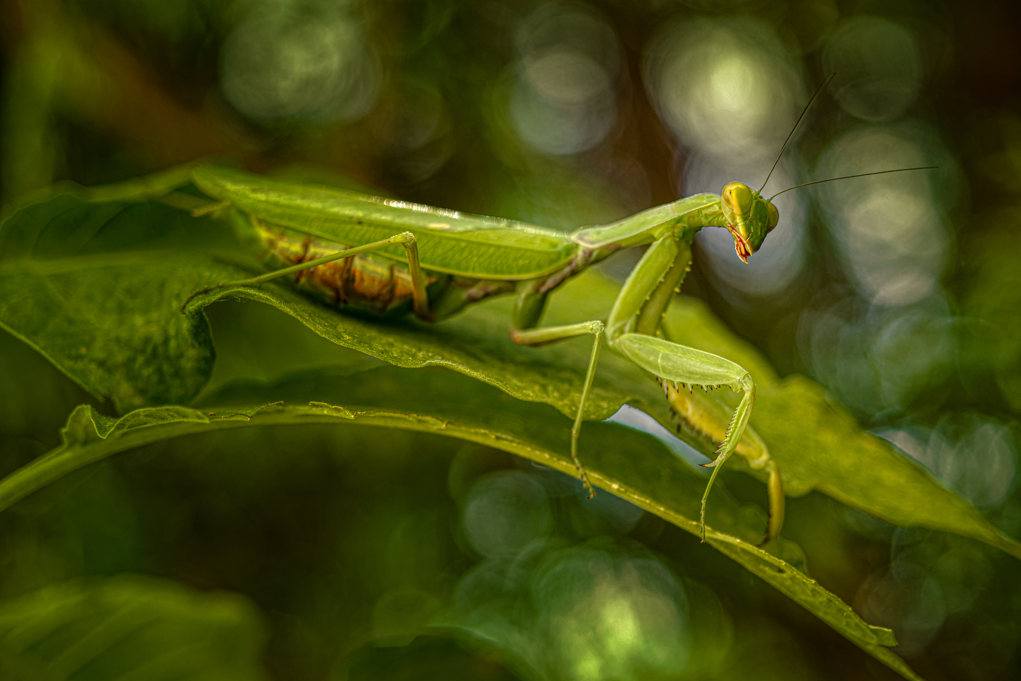 , Олег Савицкий