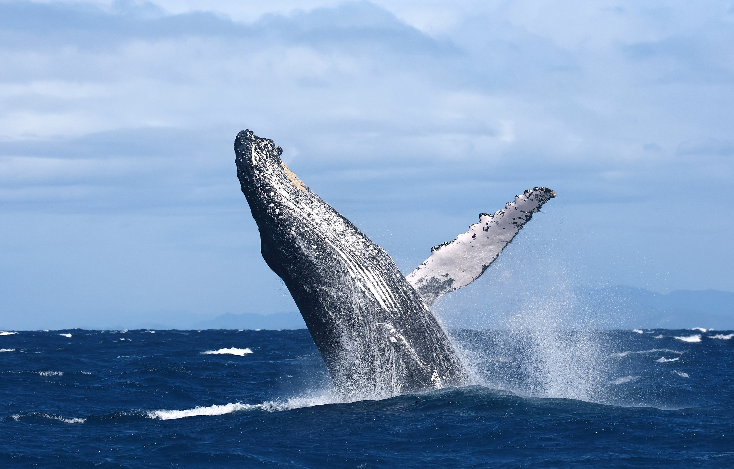 , Гудков Андрей