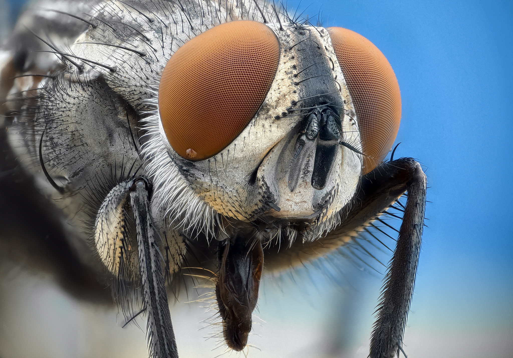 ceclii, macro, Tsvetan Ganev