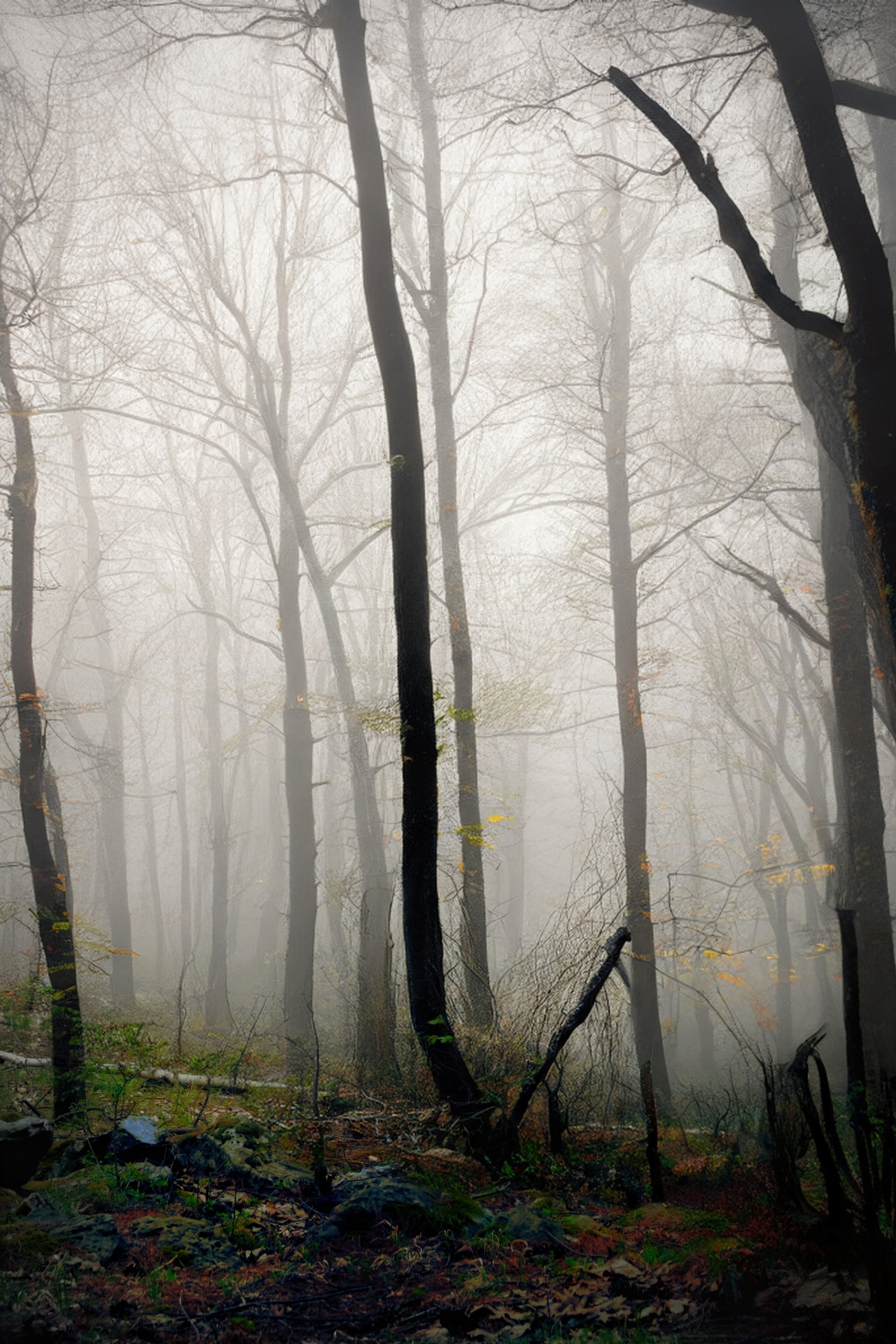 , Юлияна Стоянова