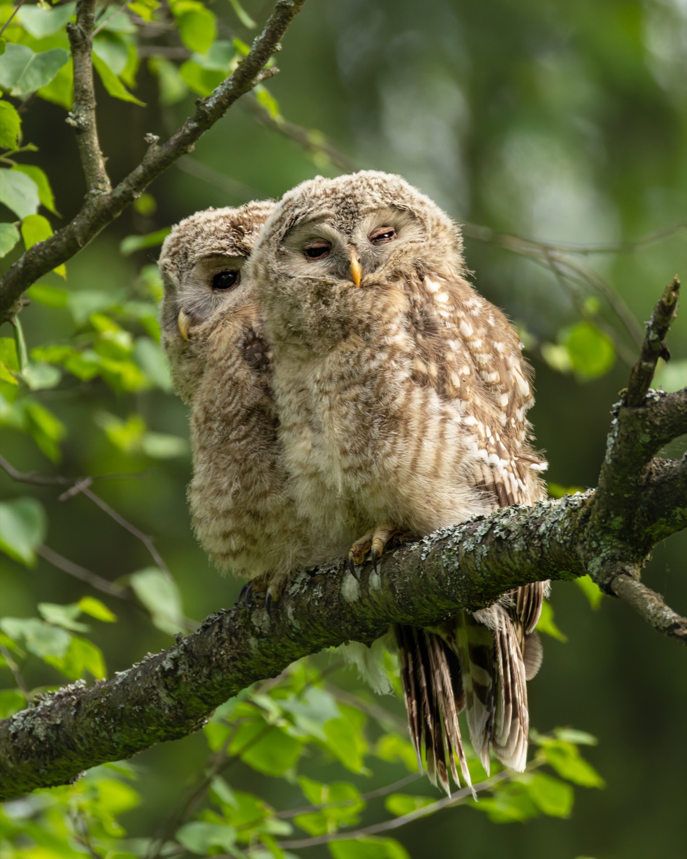 сова, совенок, уральская неясыть, птицы, неясыть, длиннохвостая неясыть, Руслан Pl