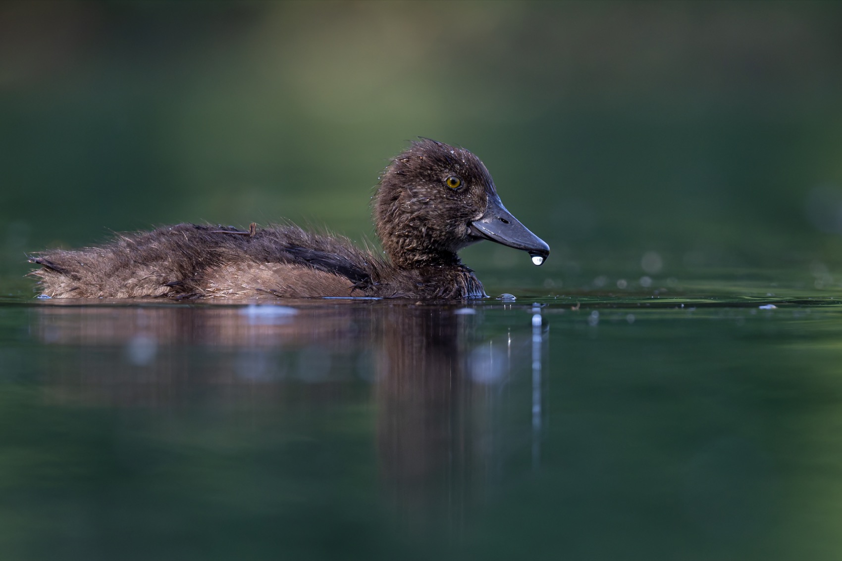 хохлатая чернеть, утка, нырок, птицы, пруд, утенок, Руслан Pl