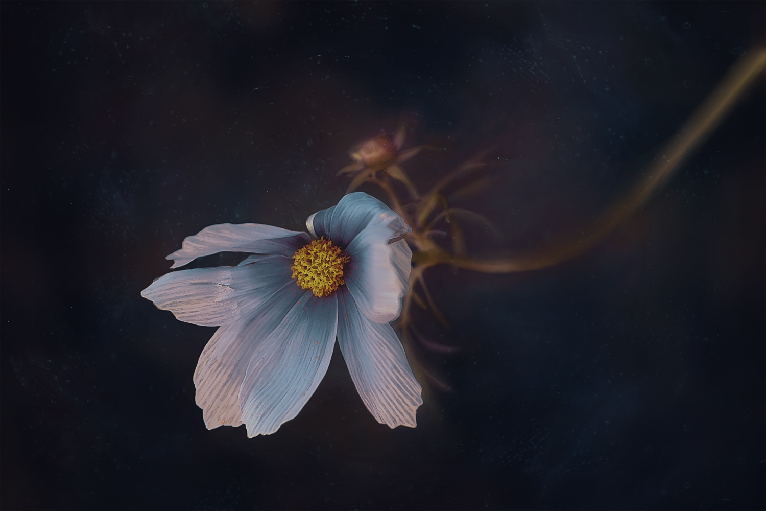 цветок космея, Вера Ра