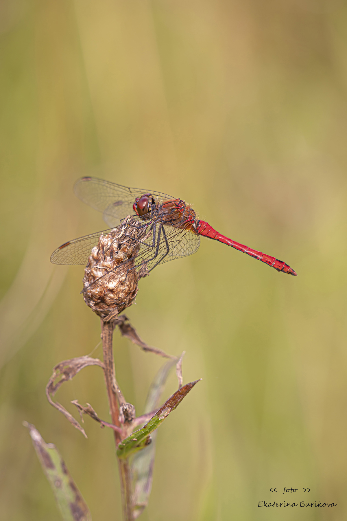 , Бурикова Екатерина