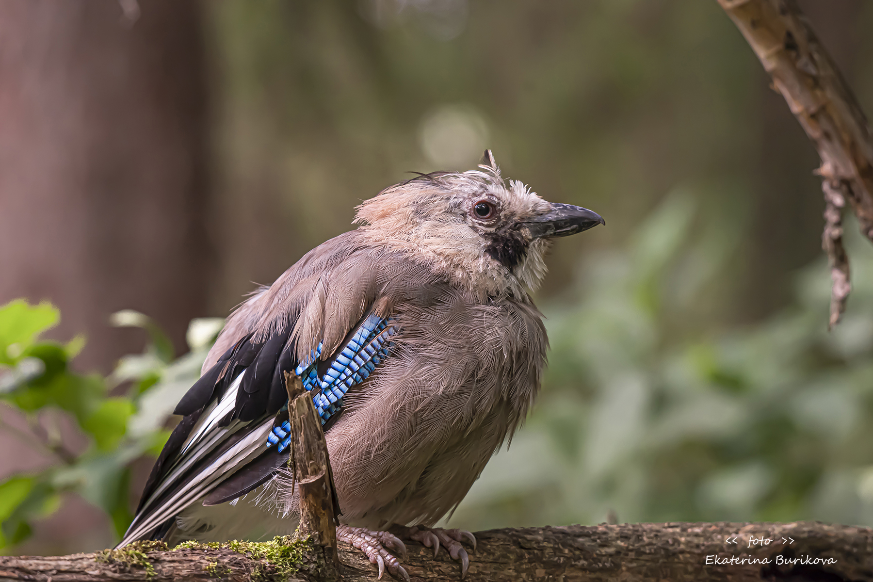 , Бурикова Екатерина