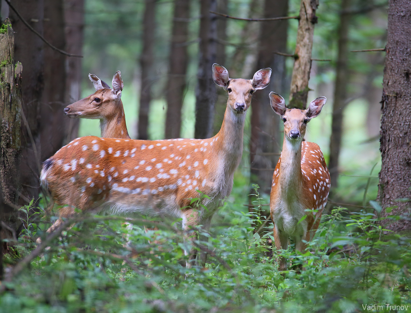 олень, олени, пятнистый олень, Вадим Трунов