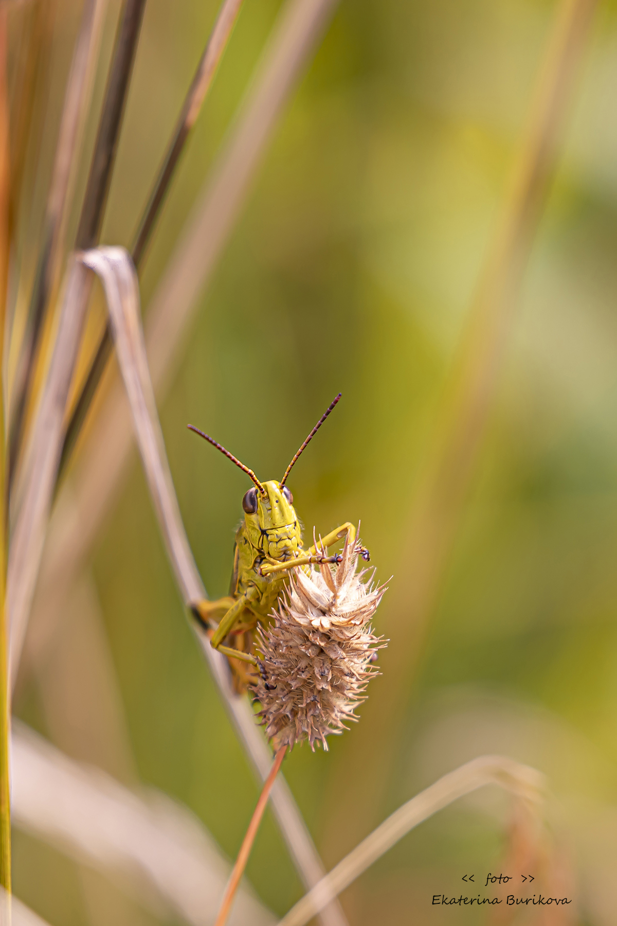, Бурикова Екатерина