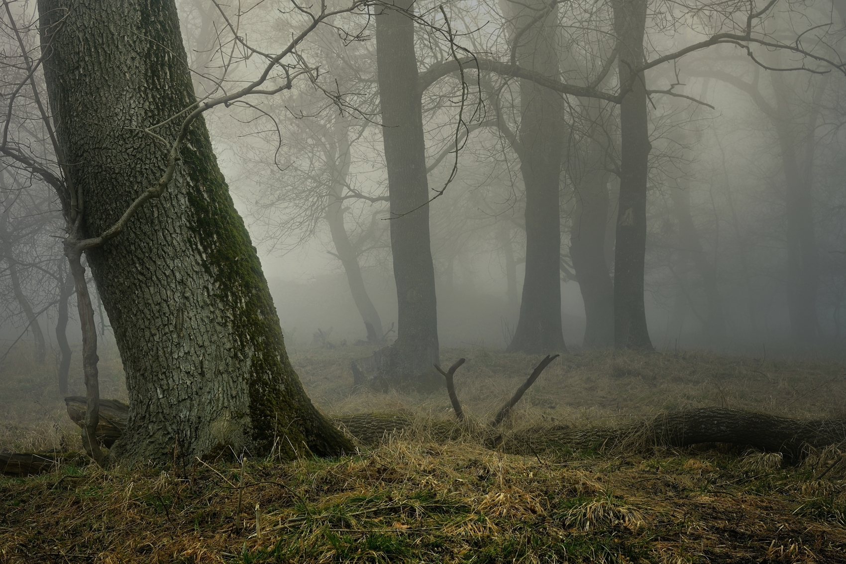 весна туман лес утро, Александр Жарников