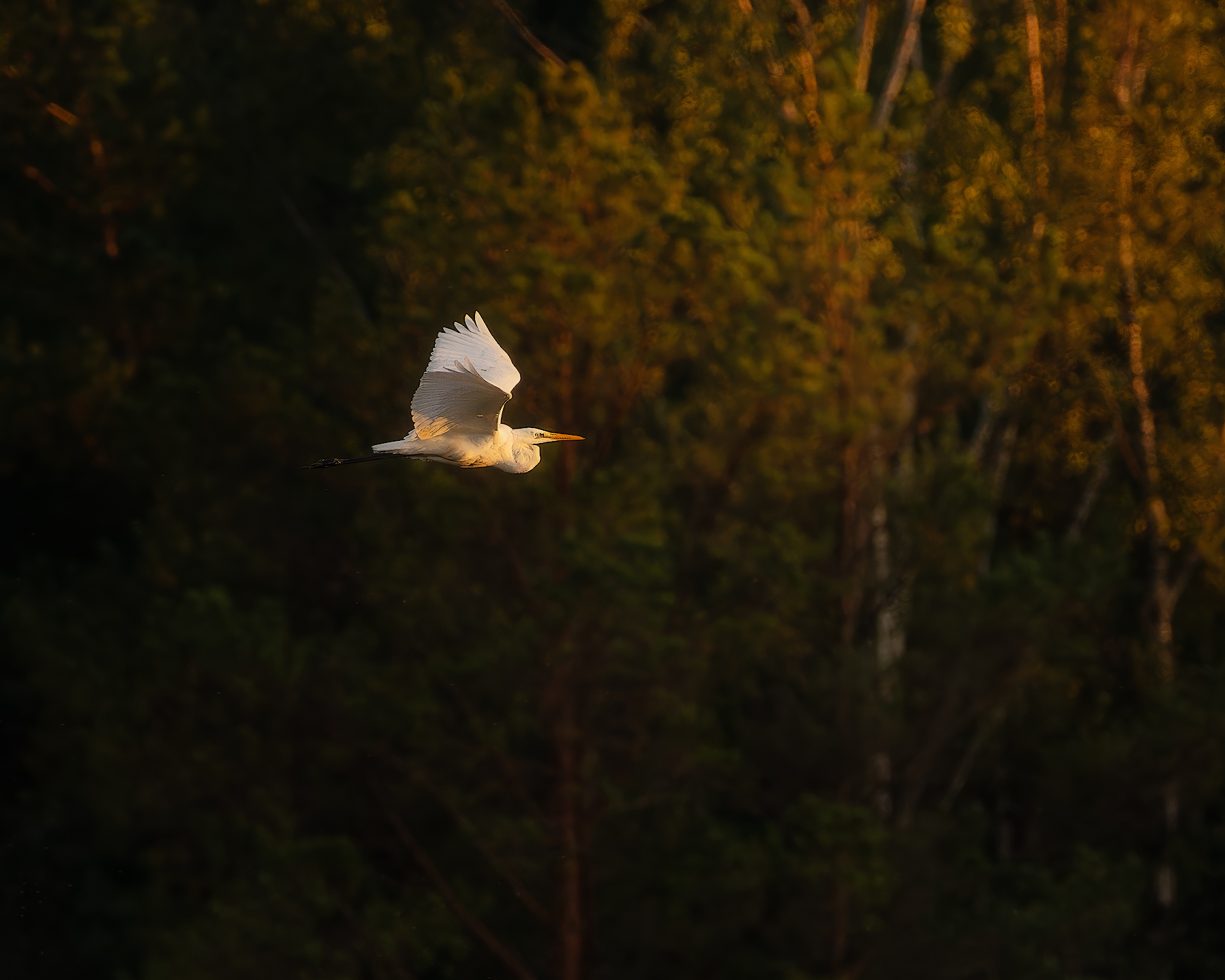 цапля, птички, фотоохота, Марголин Алексей
