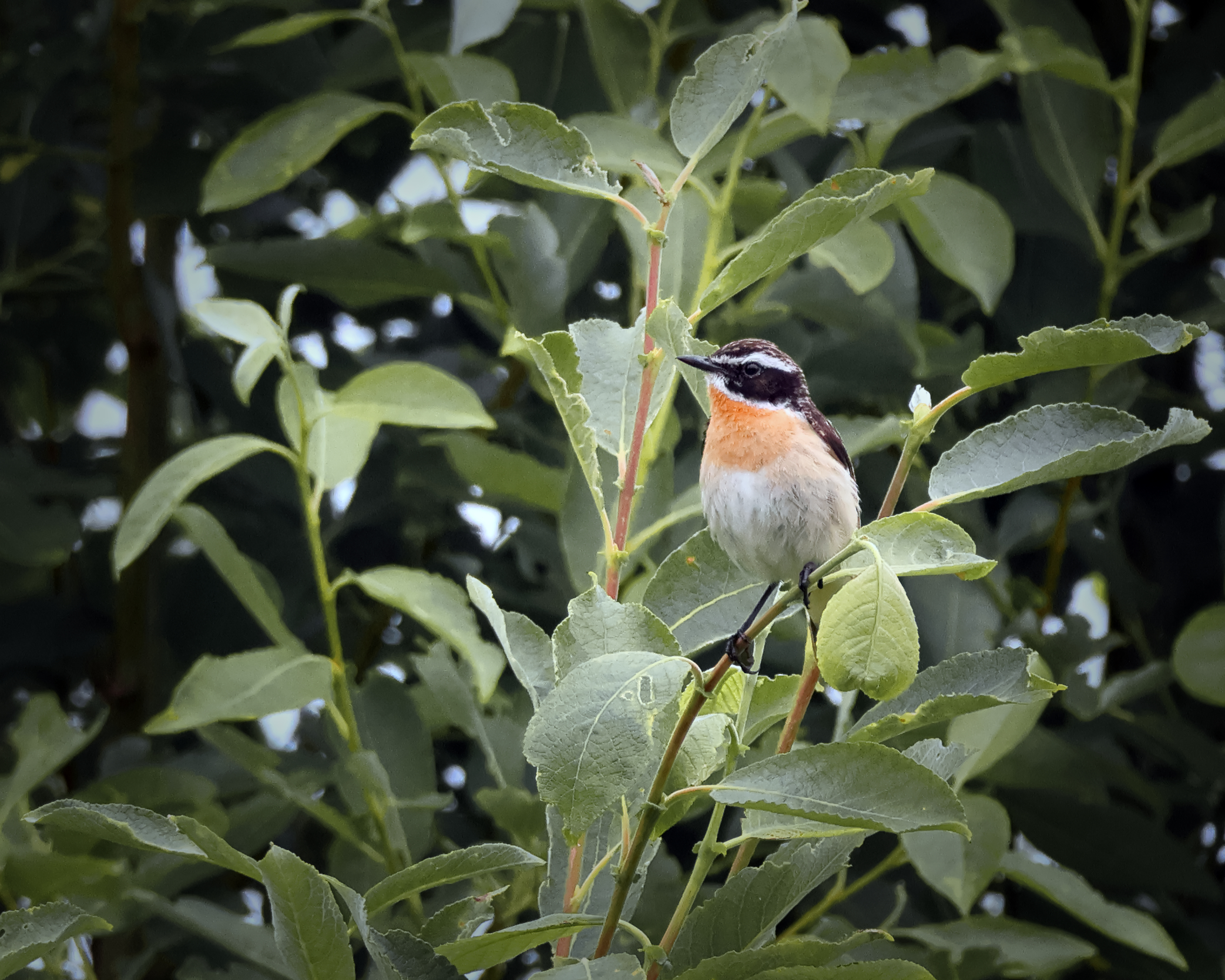 птицы, природа, фотоохота, Александр Титов