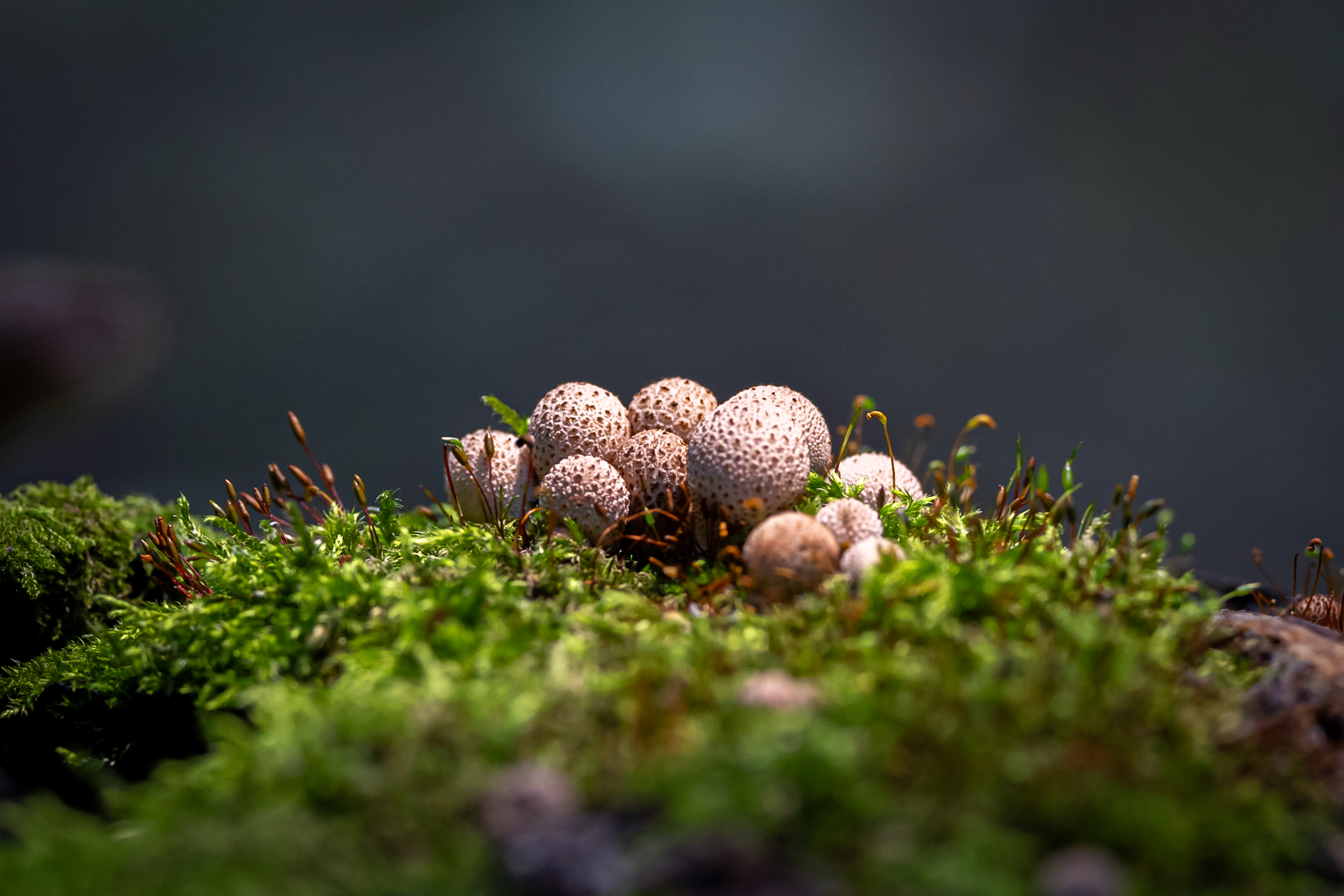 , Щепанов Дмитрий