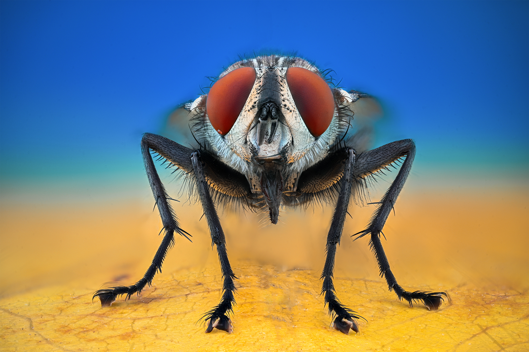 ceclii, macro, Tsvetan Ganev