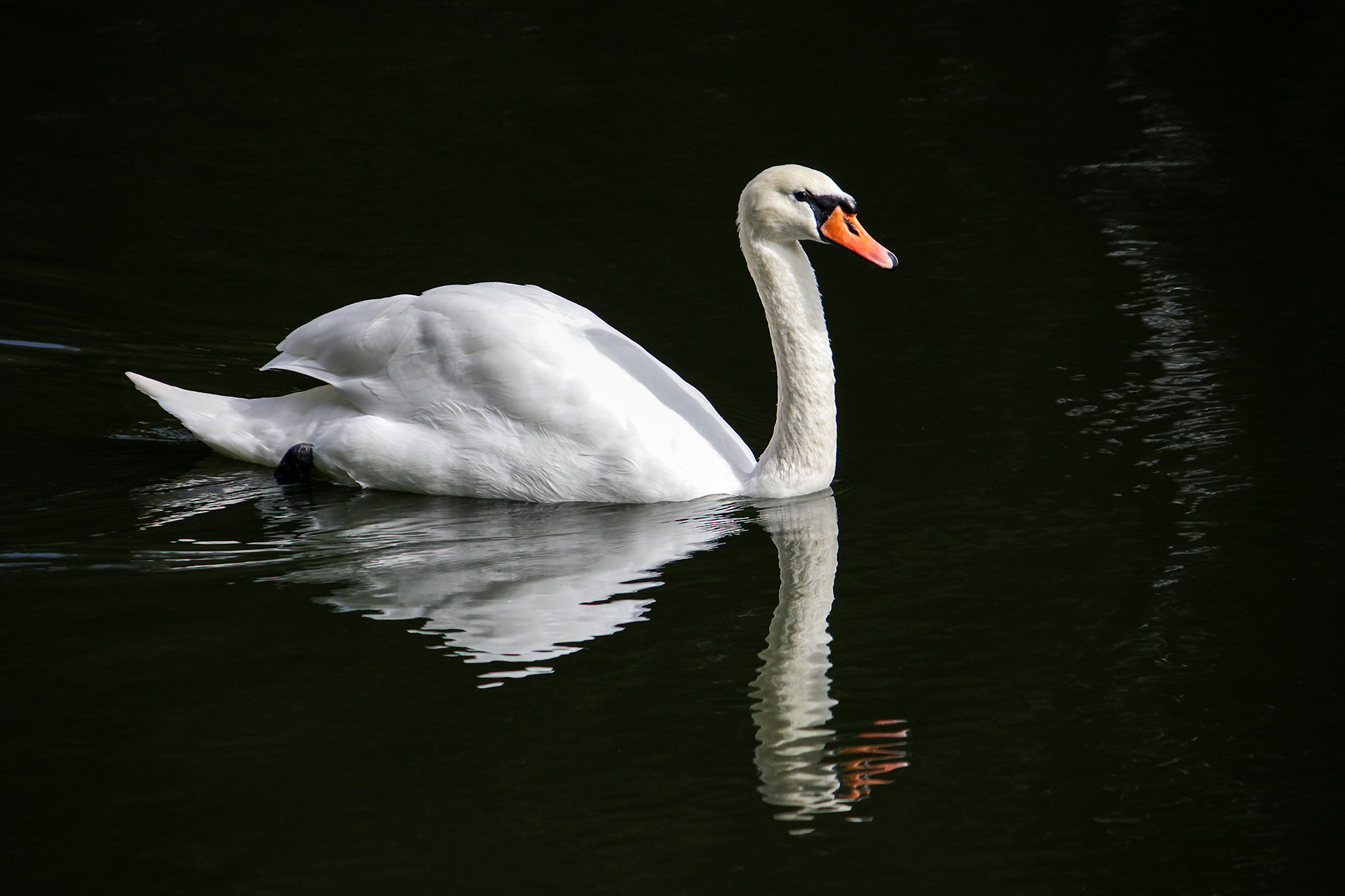 лебедь, лебедь-шипун, cygnus olor, КарОл