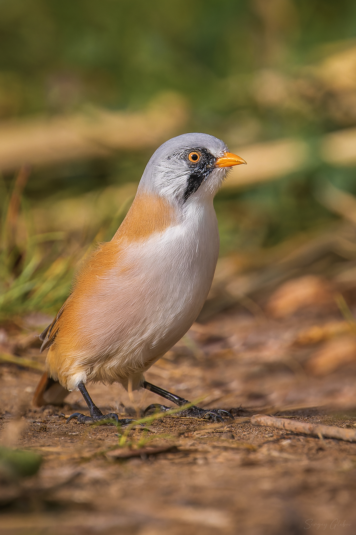 усатая синица, птицы, пернатые, Глебов Сергей