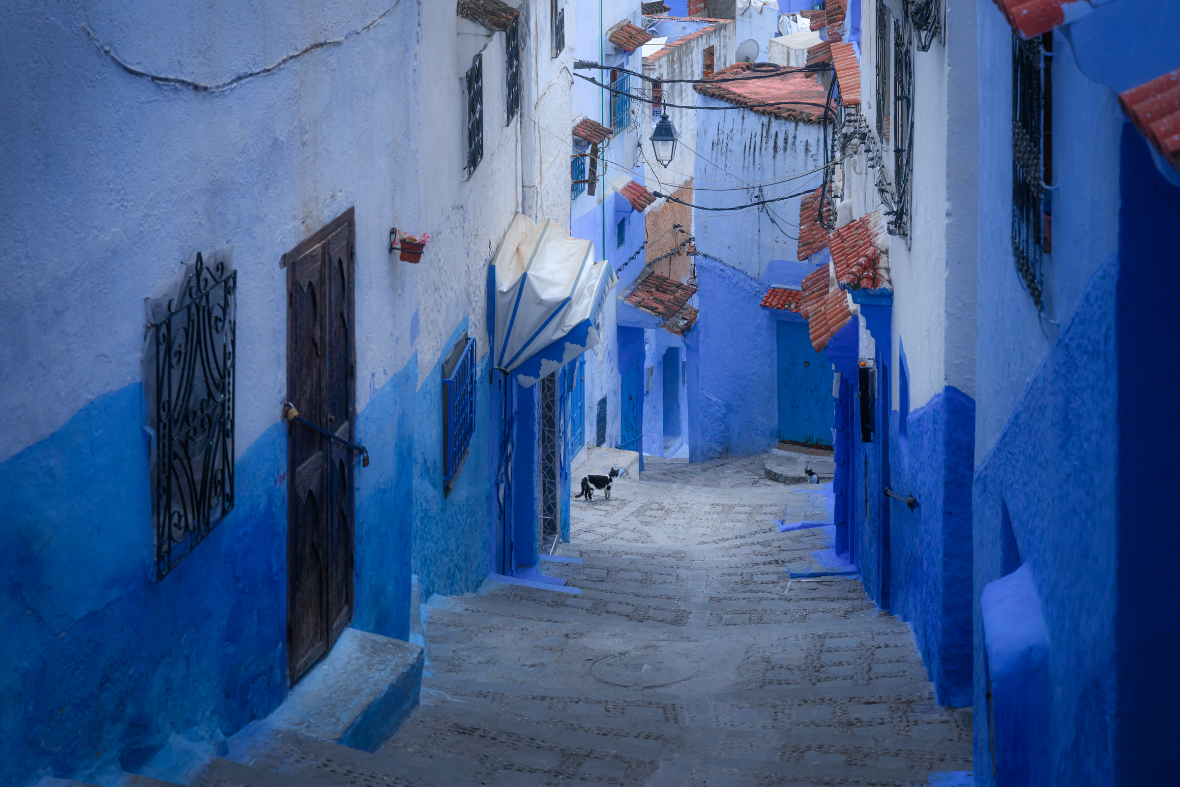 марокко, синий город, шефшауэн, maroc, marocco, street, city, blue, blue city, cat, etnic, africa, Kaznov Stanislav