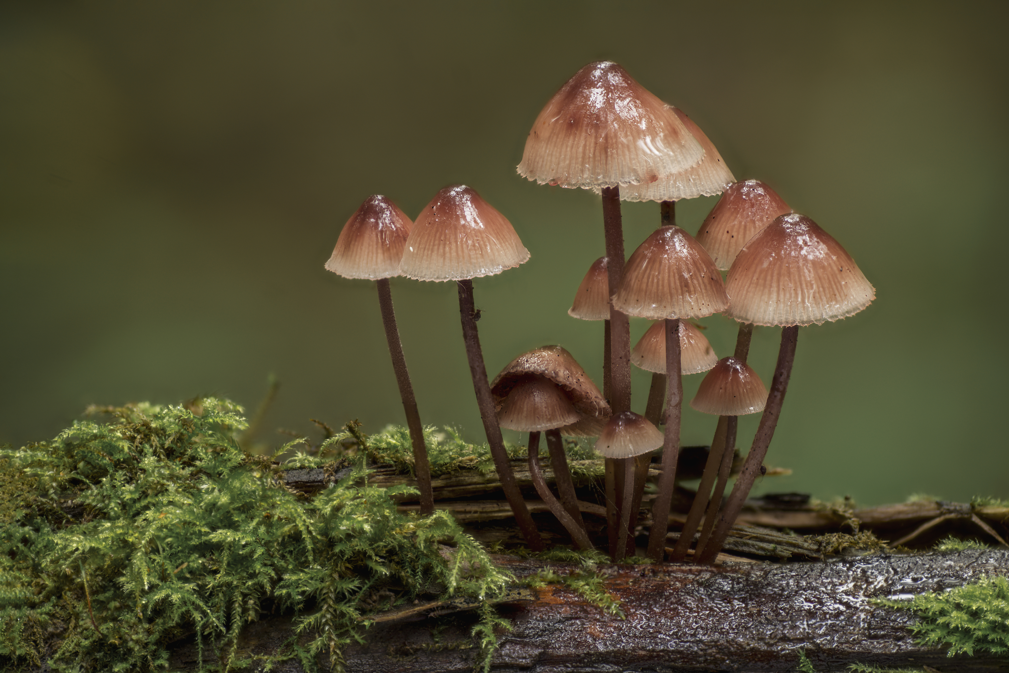 , Максим Вышарь