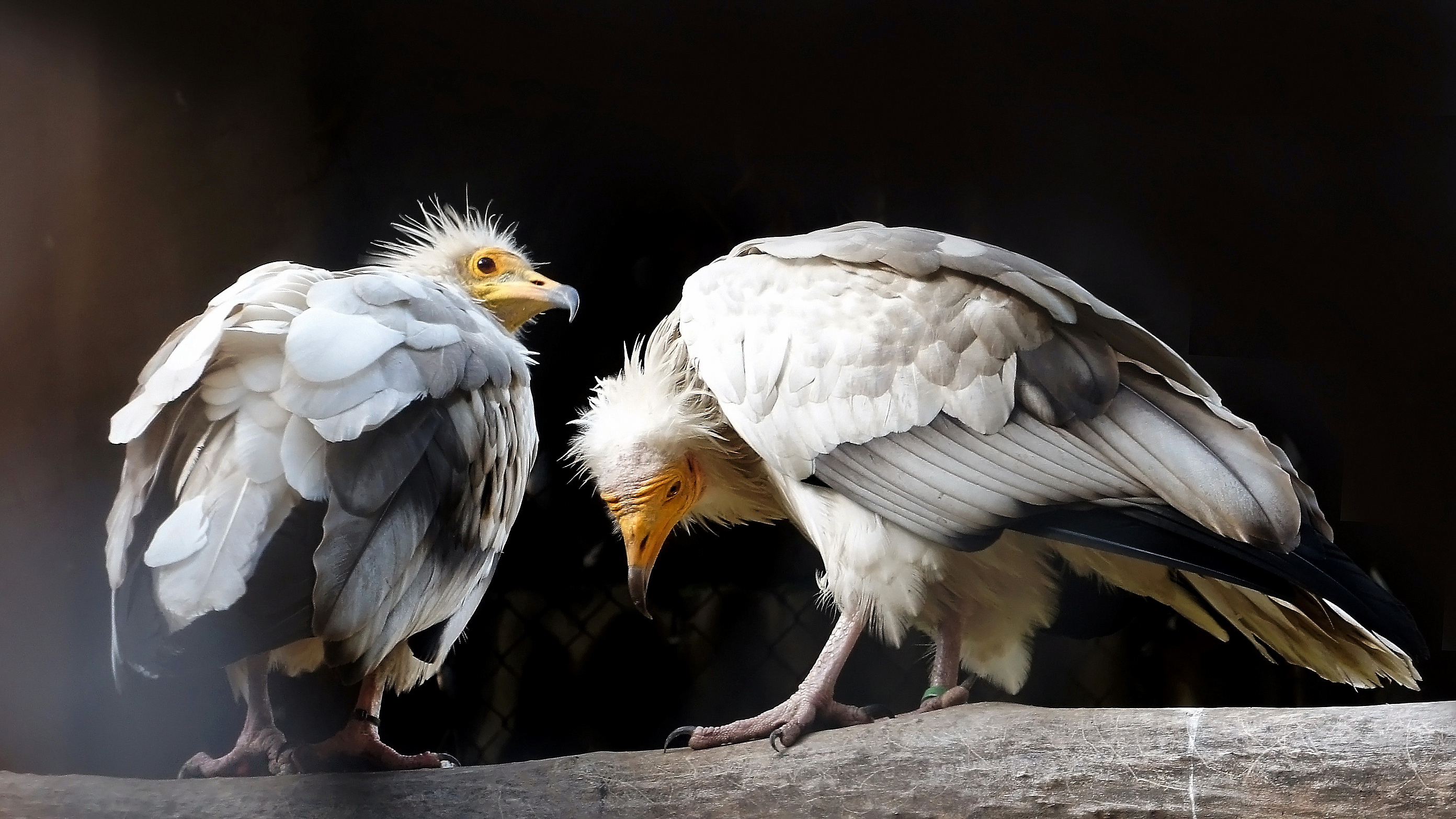 птицы, стервятник, хищные, животные, дикие животные, ястребиные, падальщик, животные красной книги,,  Людмила