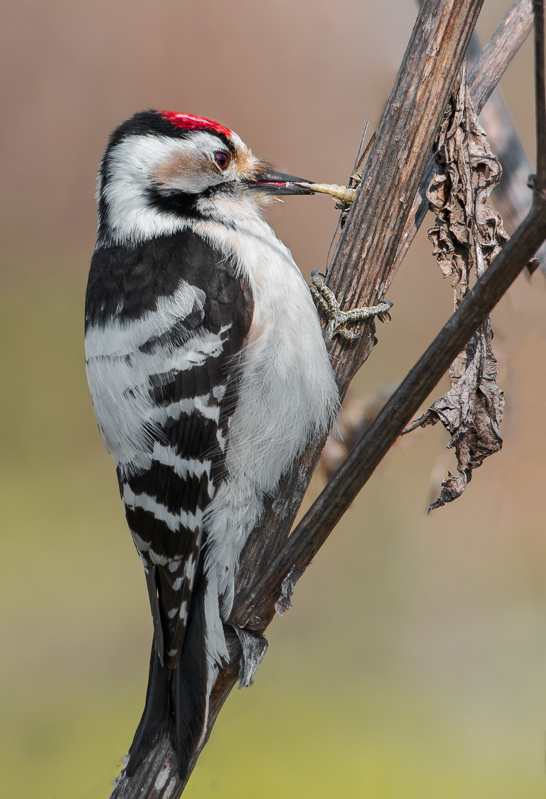 , Фото Александр