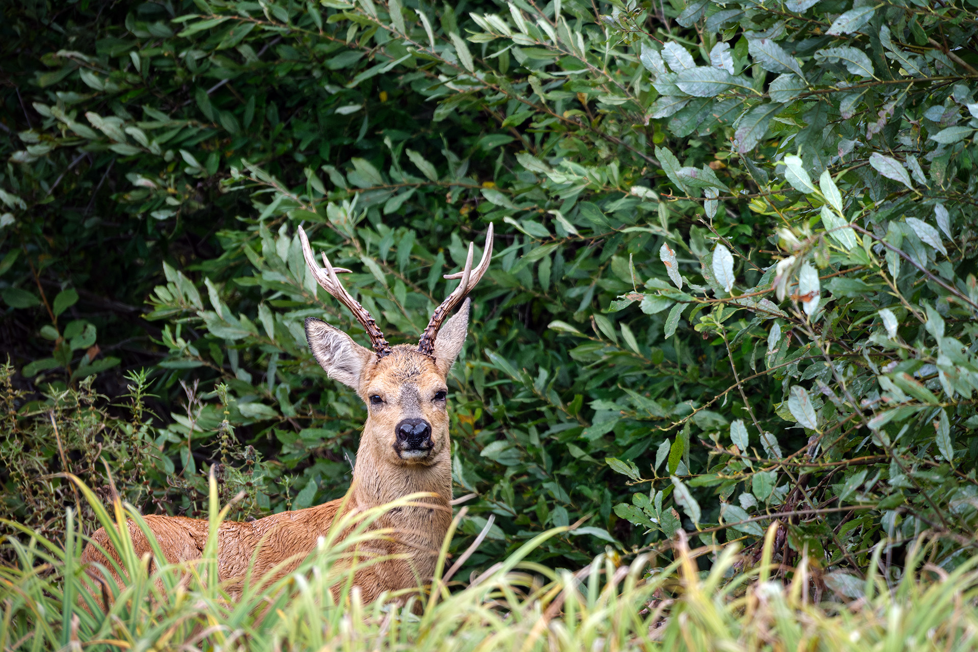 , Бодрягин Виталий