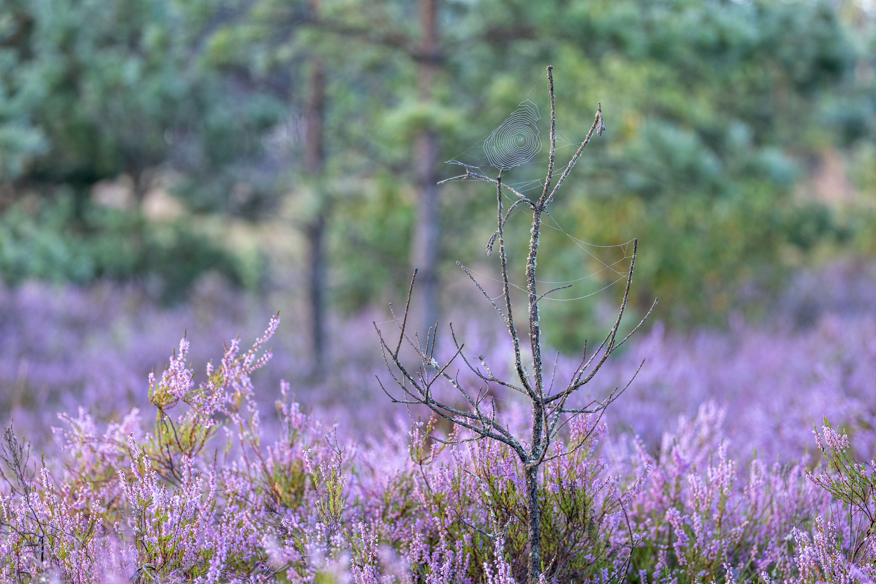 , Гордон Николай