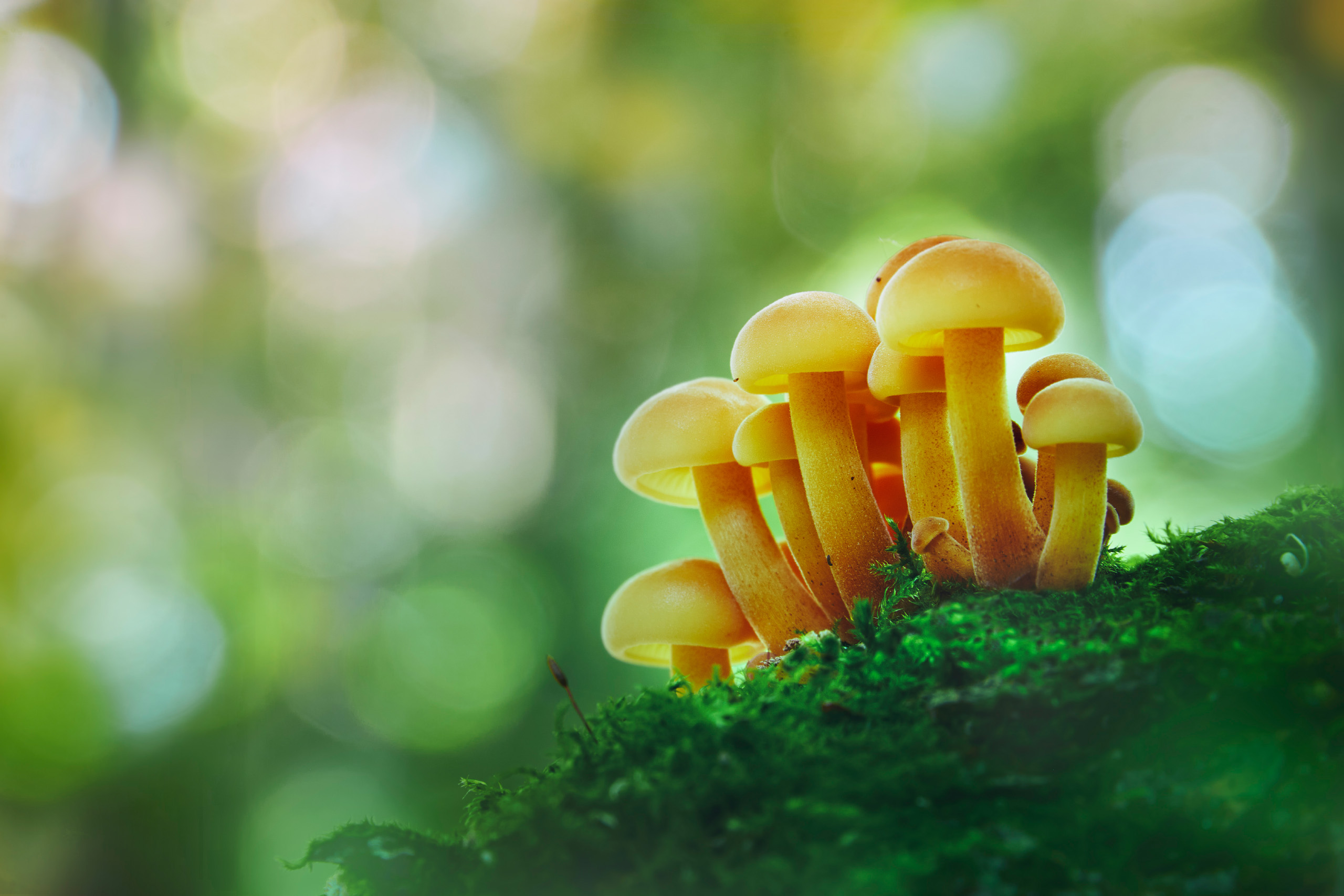 грибы, лес, Валерий Вождаев