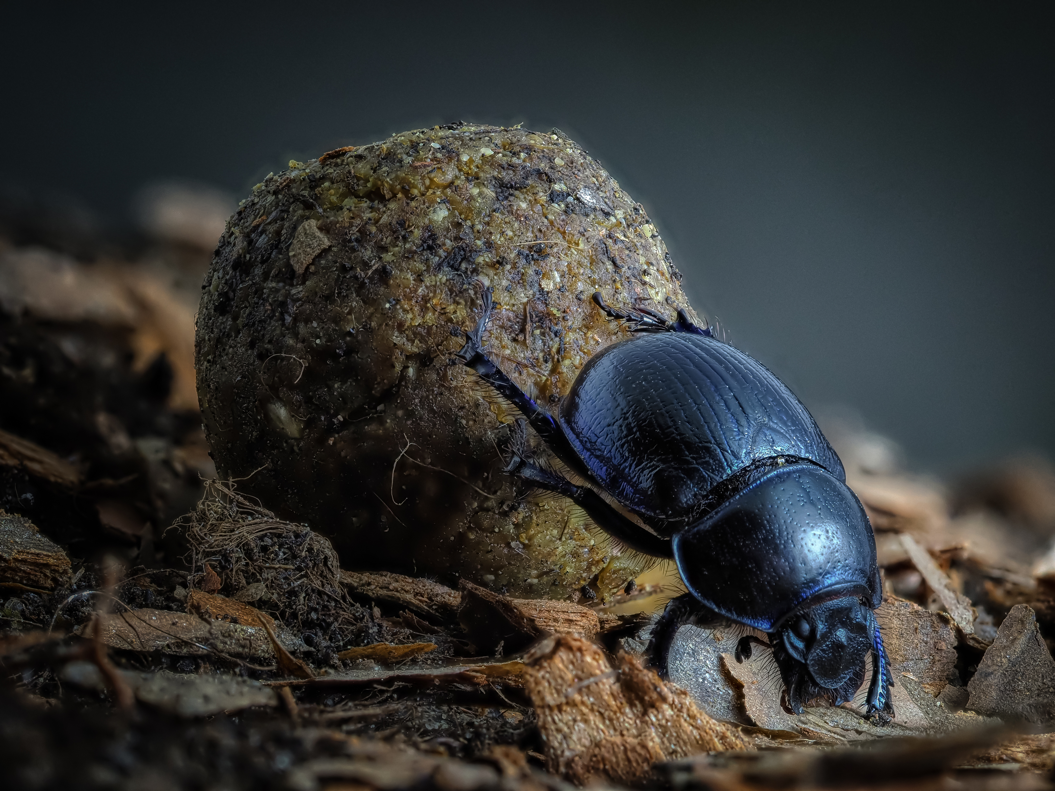 , Олег Савицкий