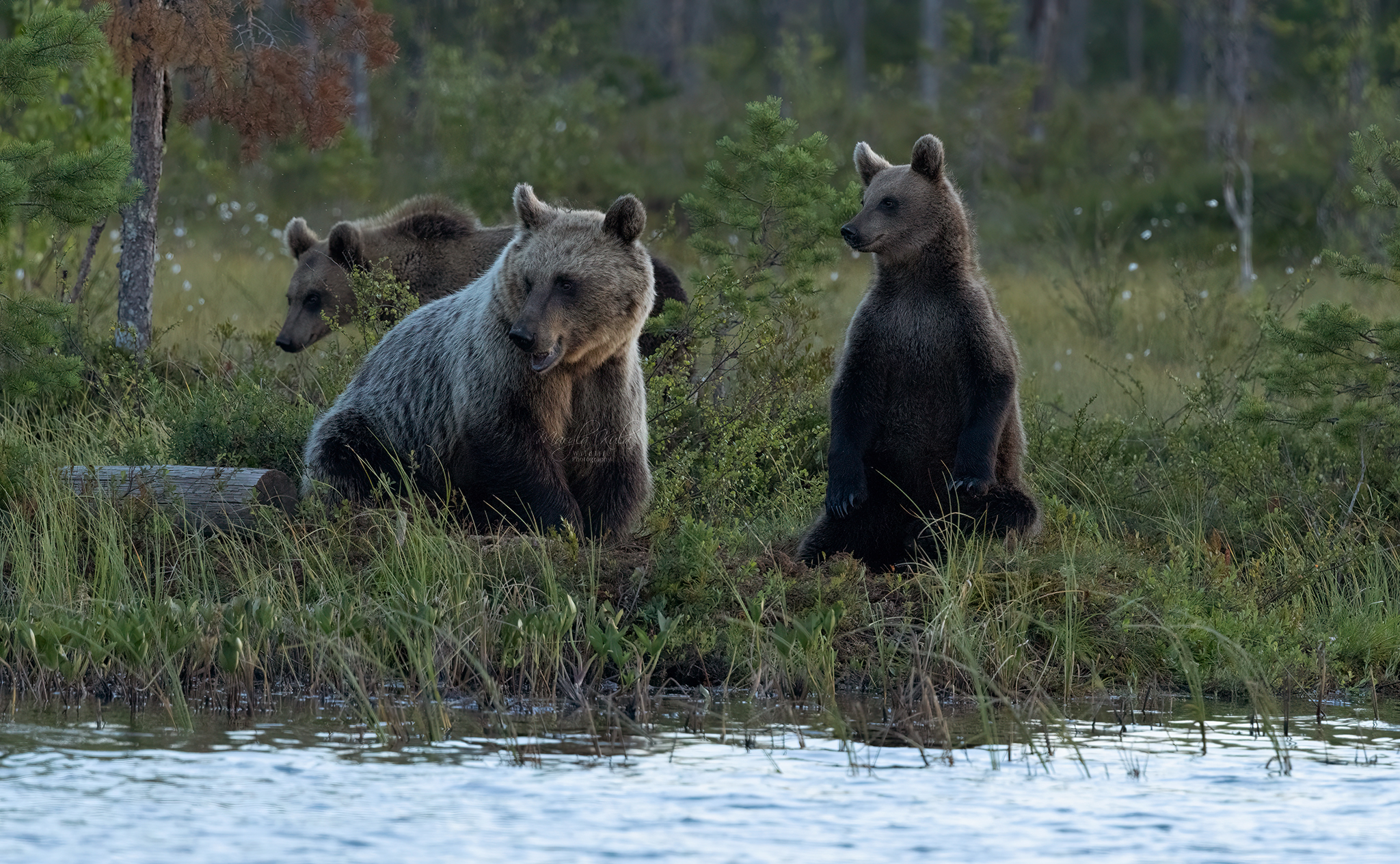 brown bear, bear, nature, wildlife, woods, canon, MARIA KULA