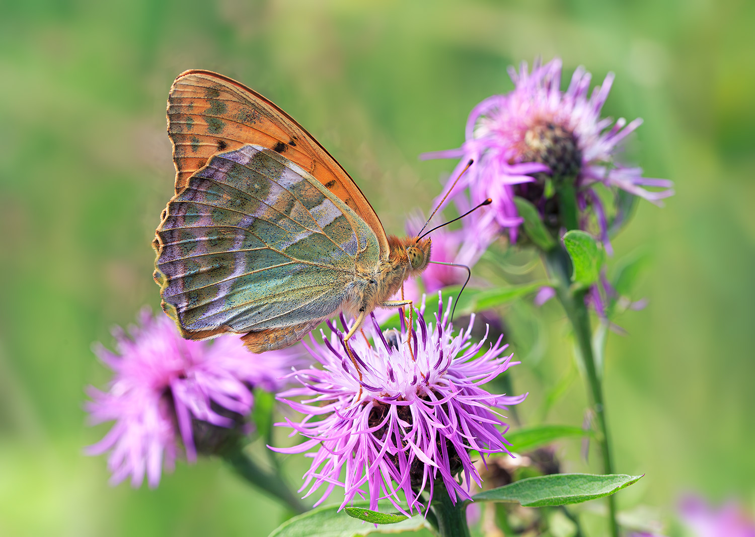 насекомые, бабочка, нимфалида, перламутровка, лесная, лето, июль, Борис Новиков