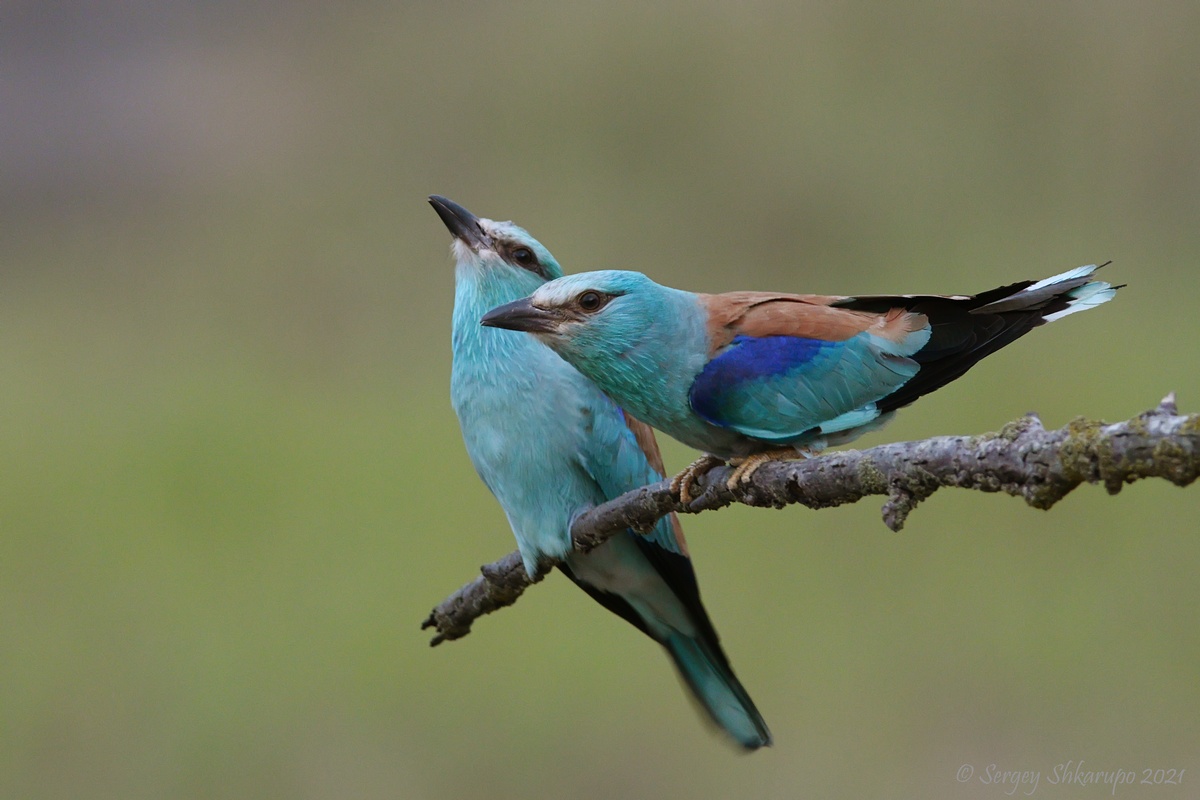 , Сергей Шкарупо
