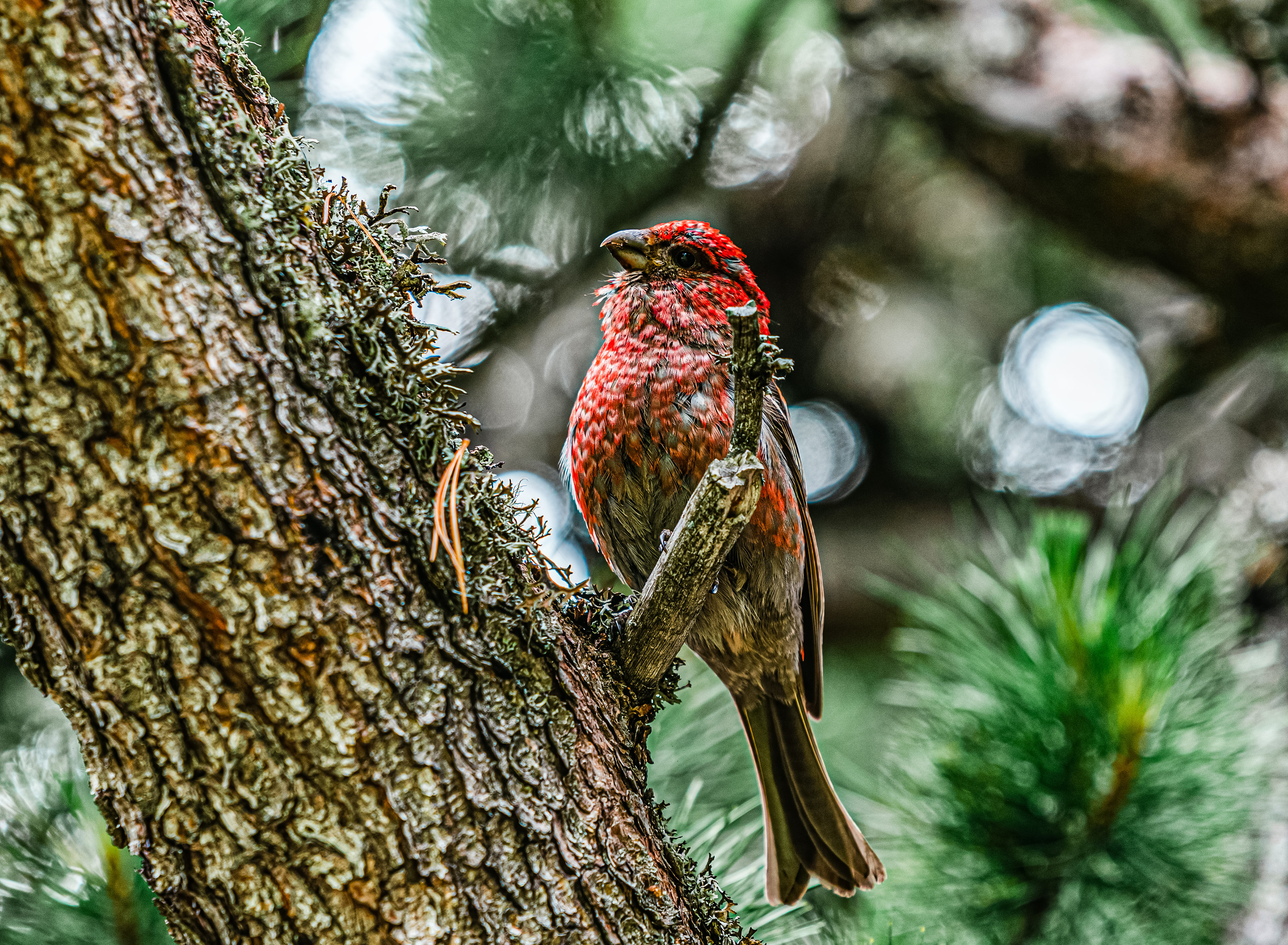 большая чечевица, Усанин Максим