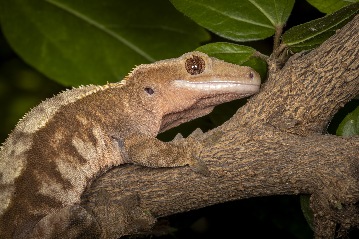lizard, animals, closeup, reptile, Nikolay Tatarchuk