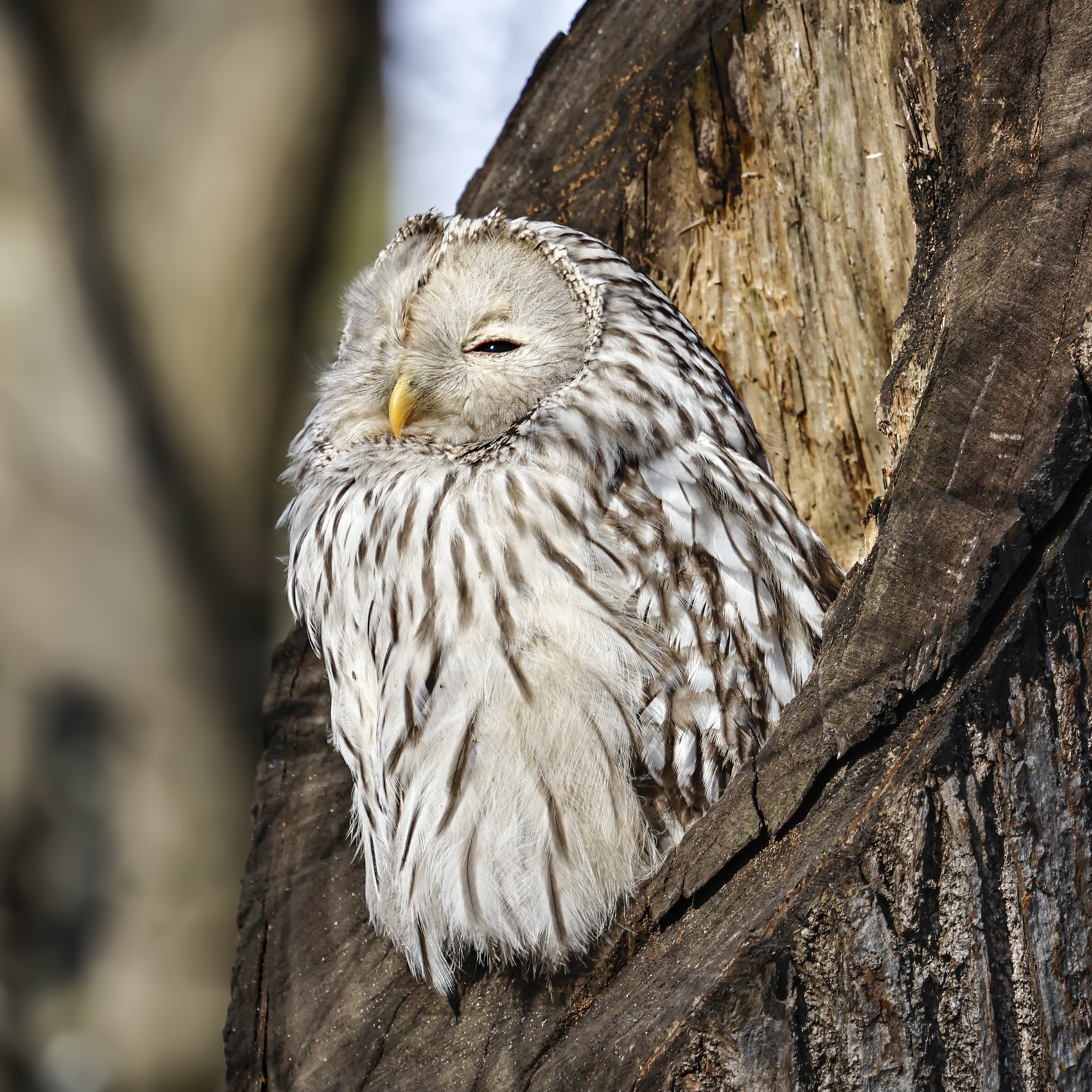 сова, уральская неясыть, птицы, неясыть, длиннохвостая неясыть, Руслан Pl
