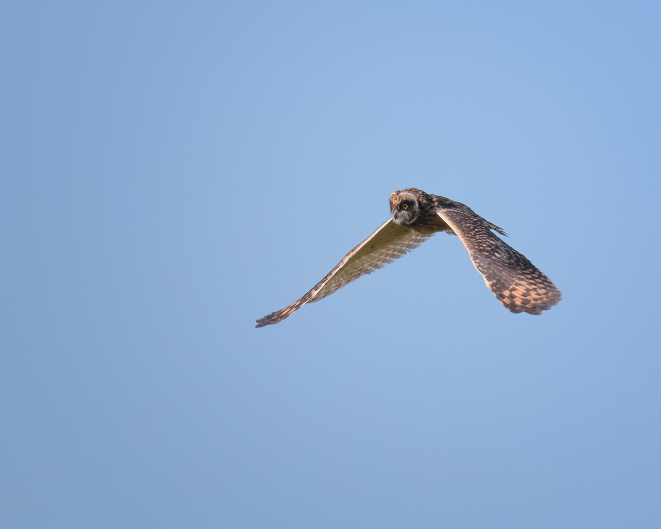 птицы, природа, фотоохота, Александр Титов