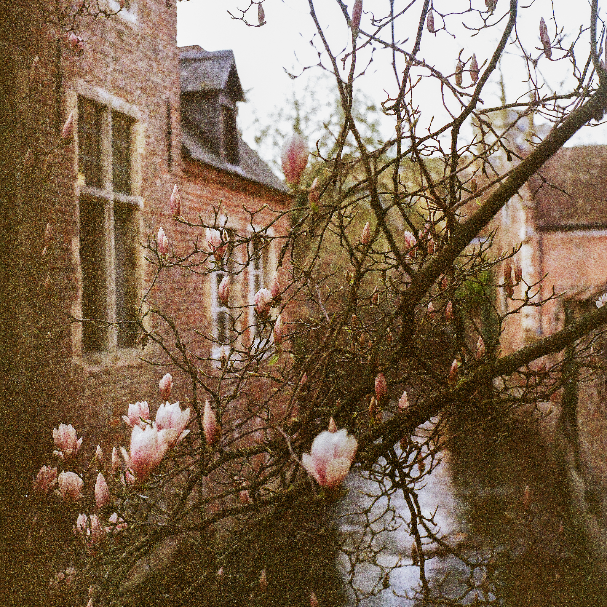 Spring awakening captured on film. Delicate magnolia blossoms create a soft contrast against weathered brick and vintage architecture. Shot with a Yashica MAT124g on Lomography color film, embracing the dreamy, nostalgic quality that only analog photograp, Erik Rozman