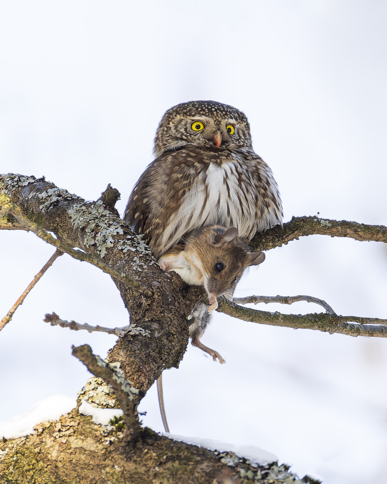 воробьиный сычик, воробьиный сыч, сова, птицы, охота, мышь, Руслан Pl
