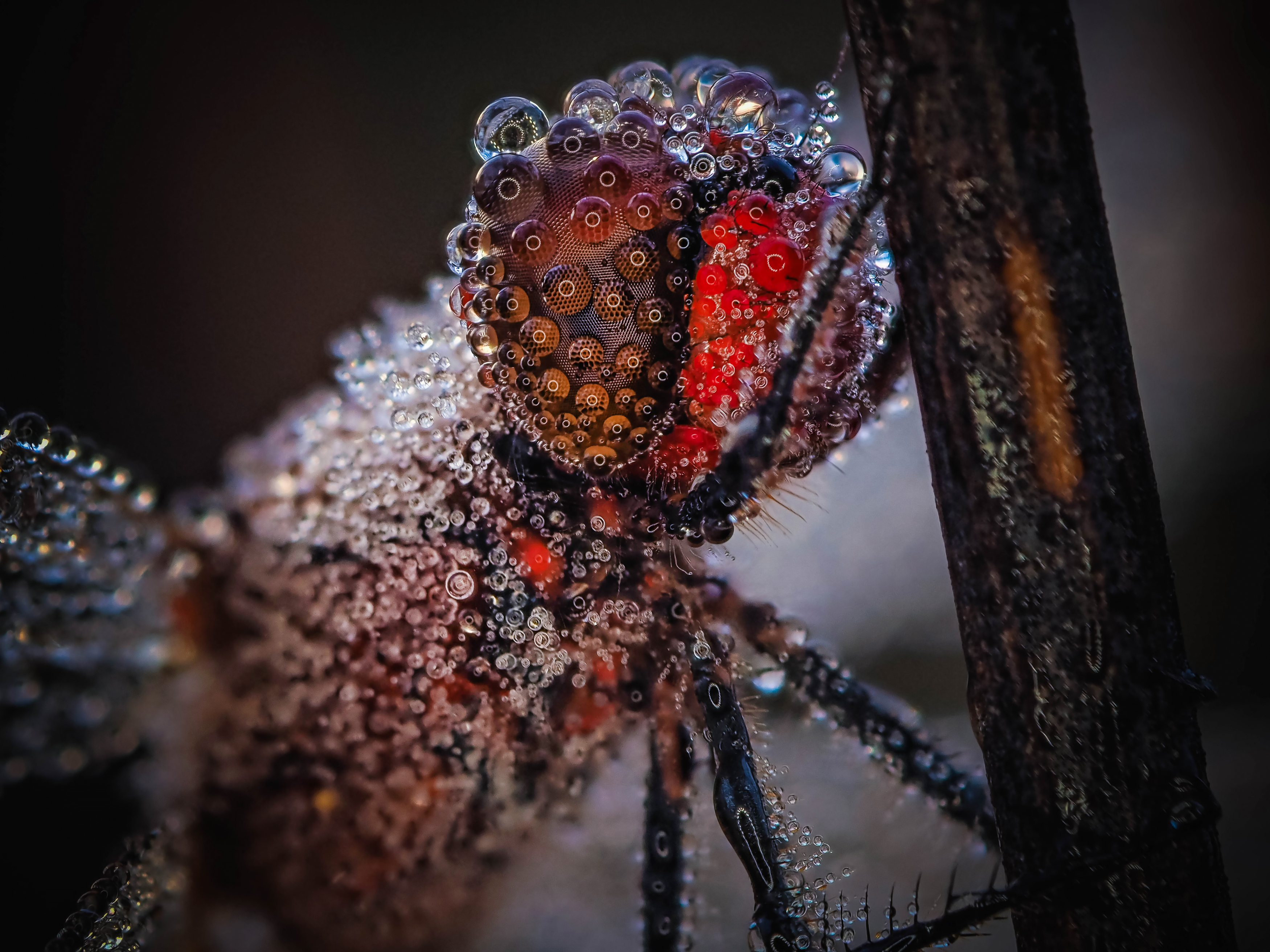 , Лапшина Владлена